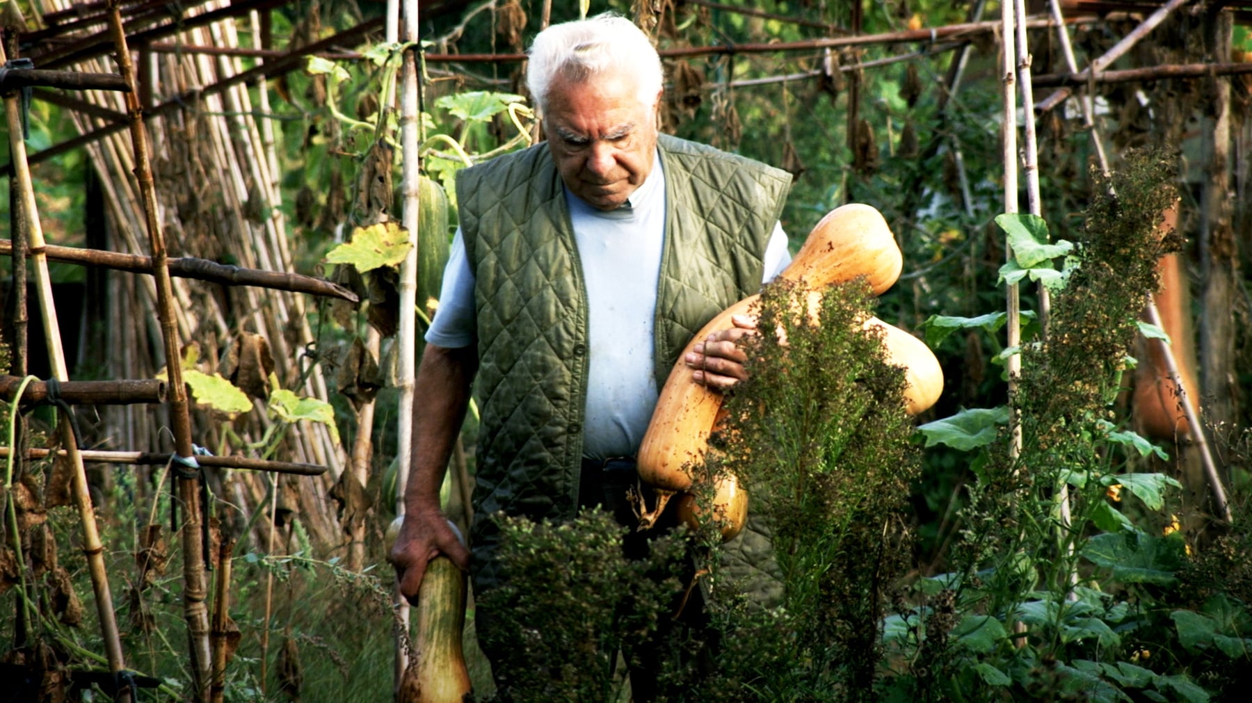 Le potager de mon grand-père|Le potager de mon grand-père