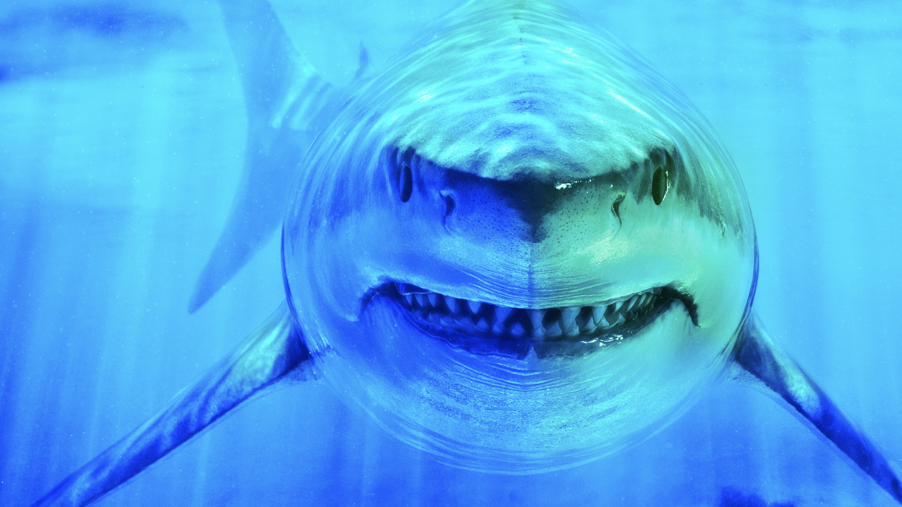 World's Biggest Great White?|World's Biggest Great White?