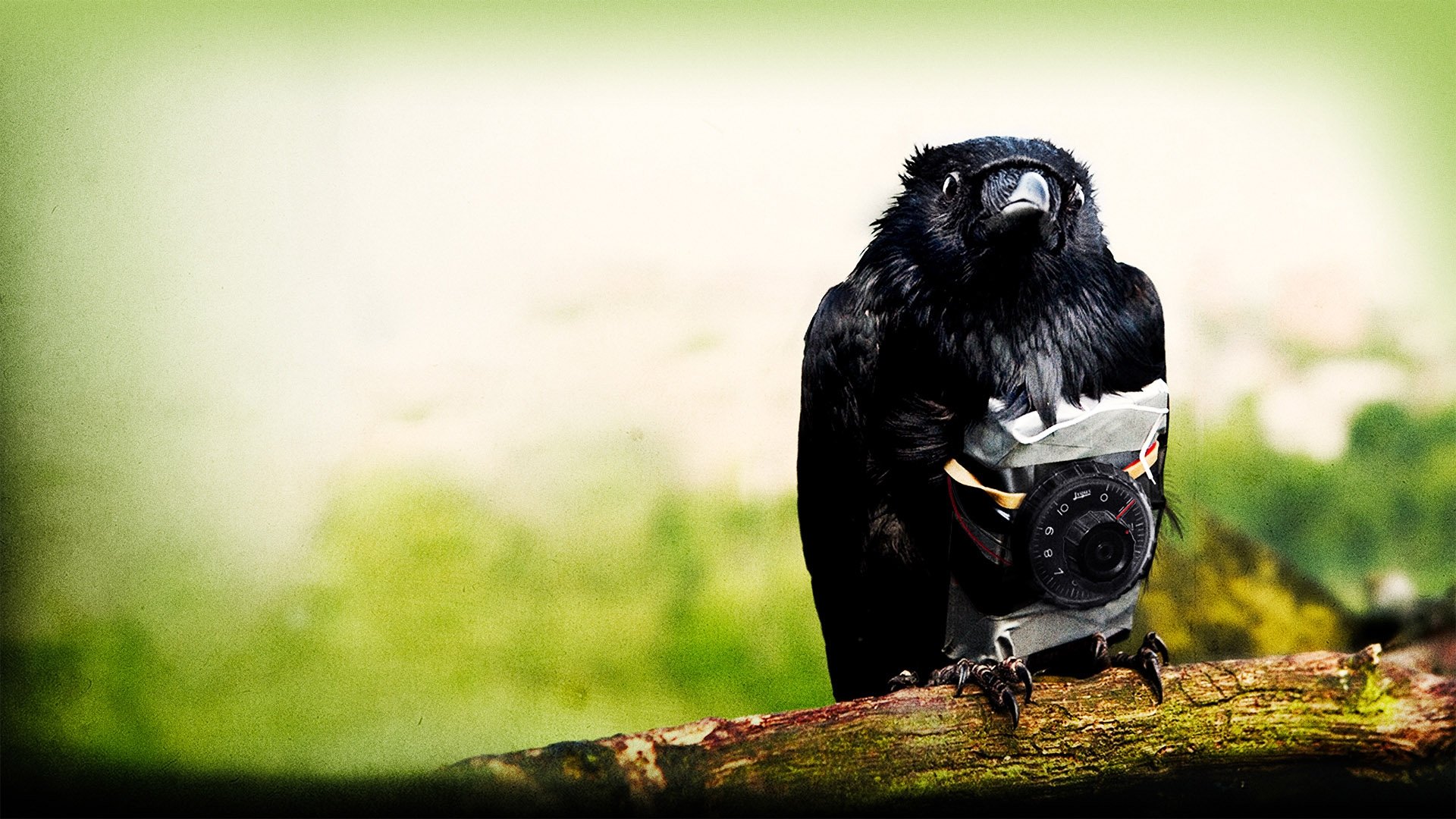 Four Lions|Four Lions