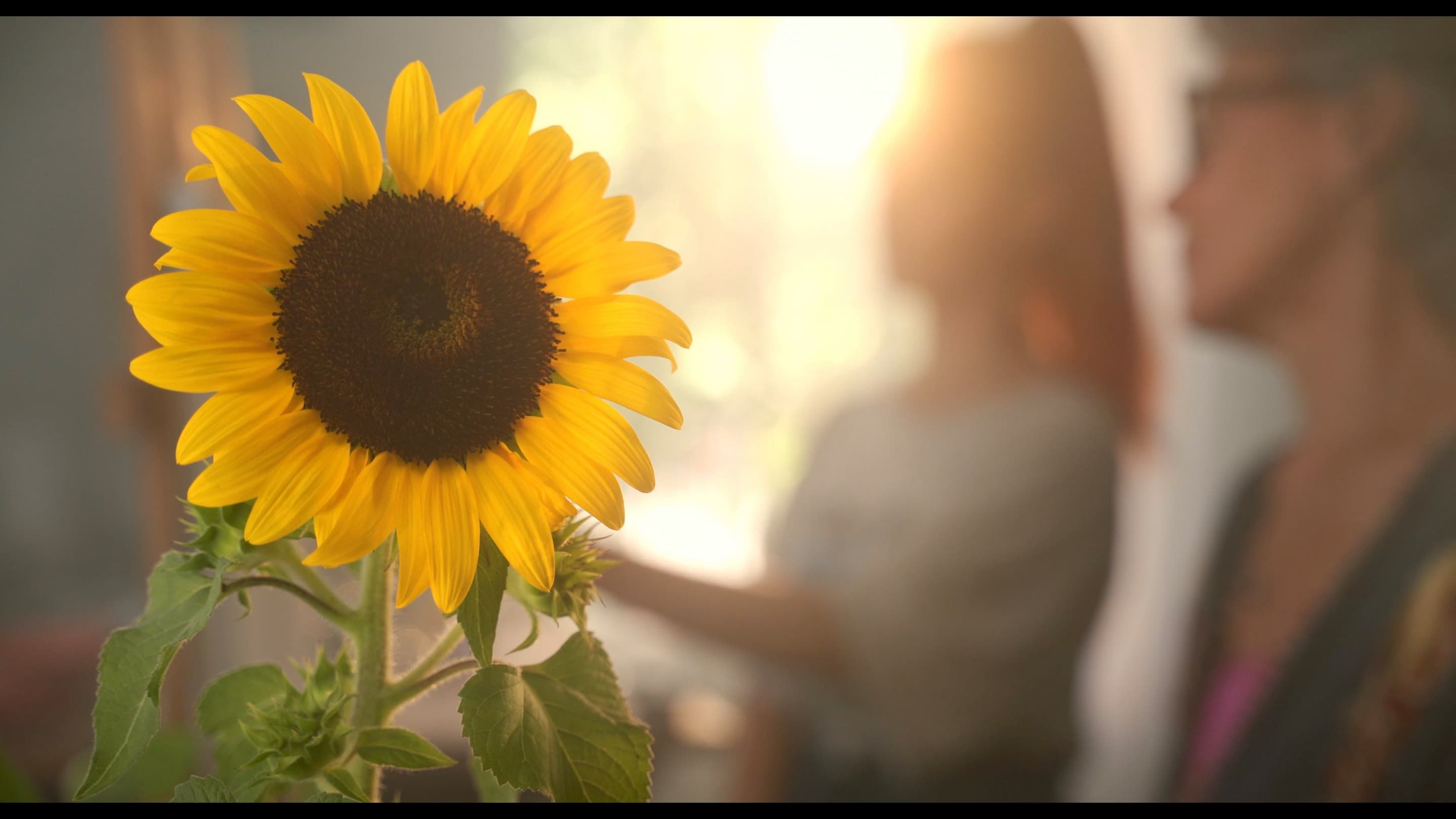 Sunflower|Sunflower