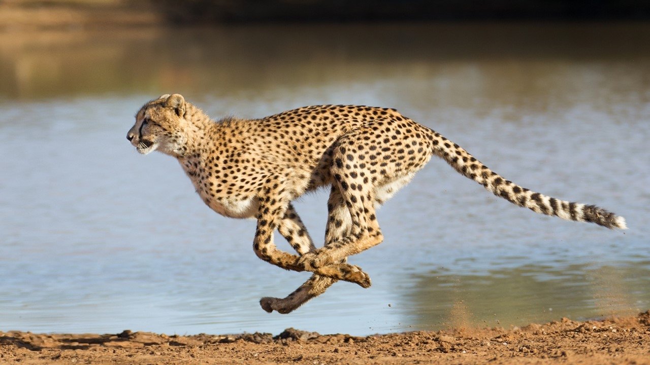 Le souffle du guépard|Le souffle du guépard