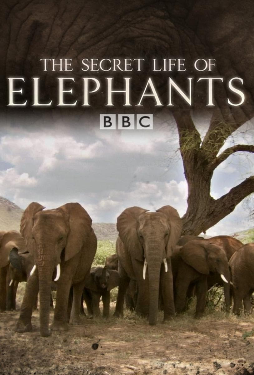 The Secret Life of Elephants | The Secret Life of Elephants