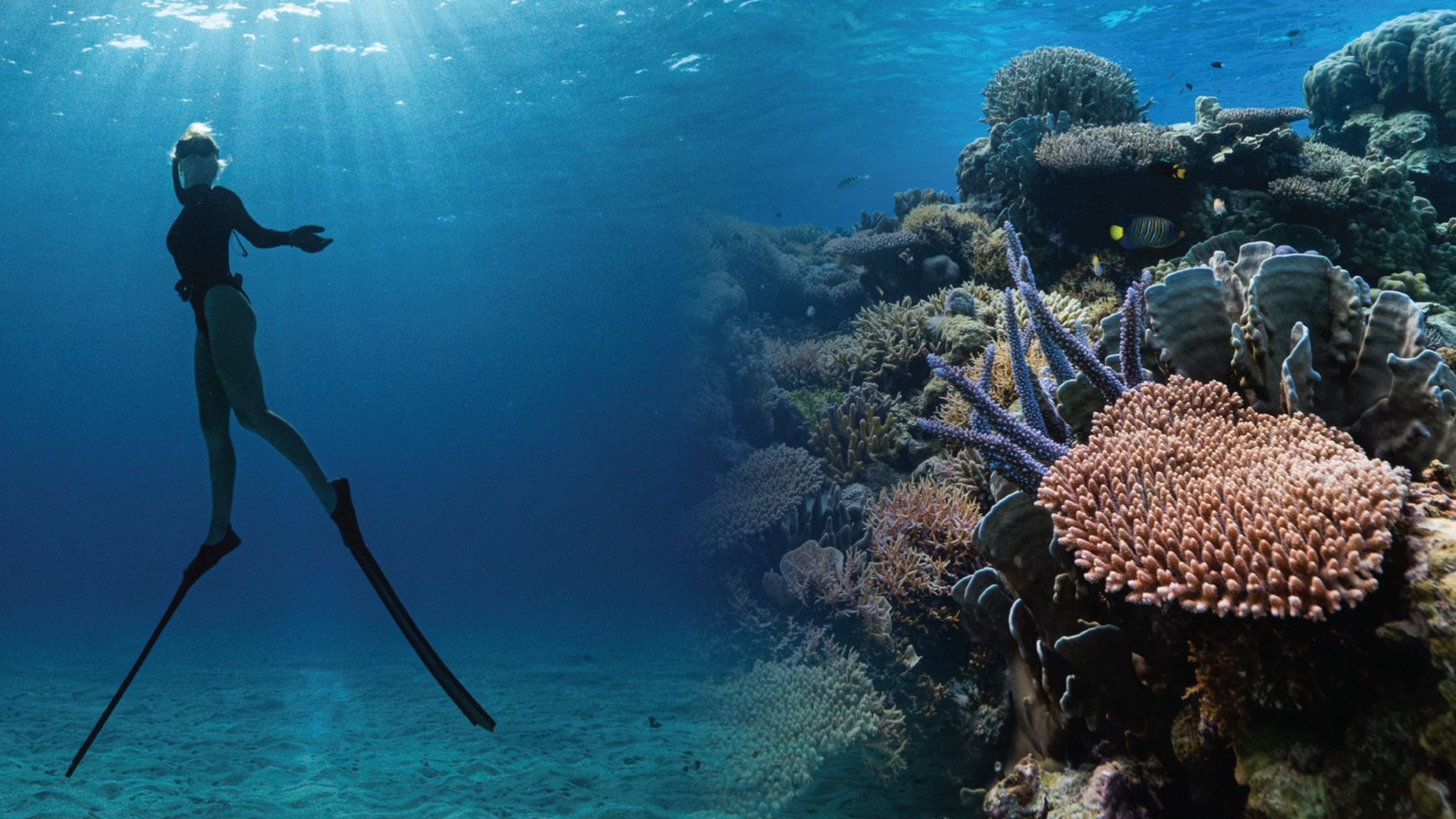 Corals’ Last Stand|Corals’ Last Stand