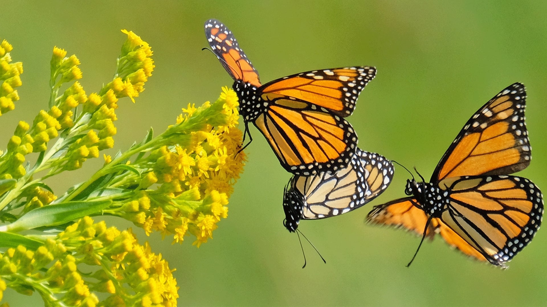 Beauty on the Wing: Life Story of the Monarch Butterfly|Beauty on the Wing: Life Story of the Monarch Butterfly