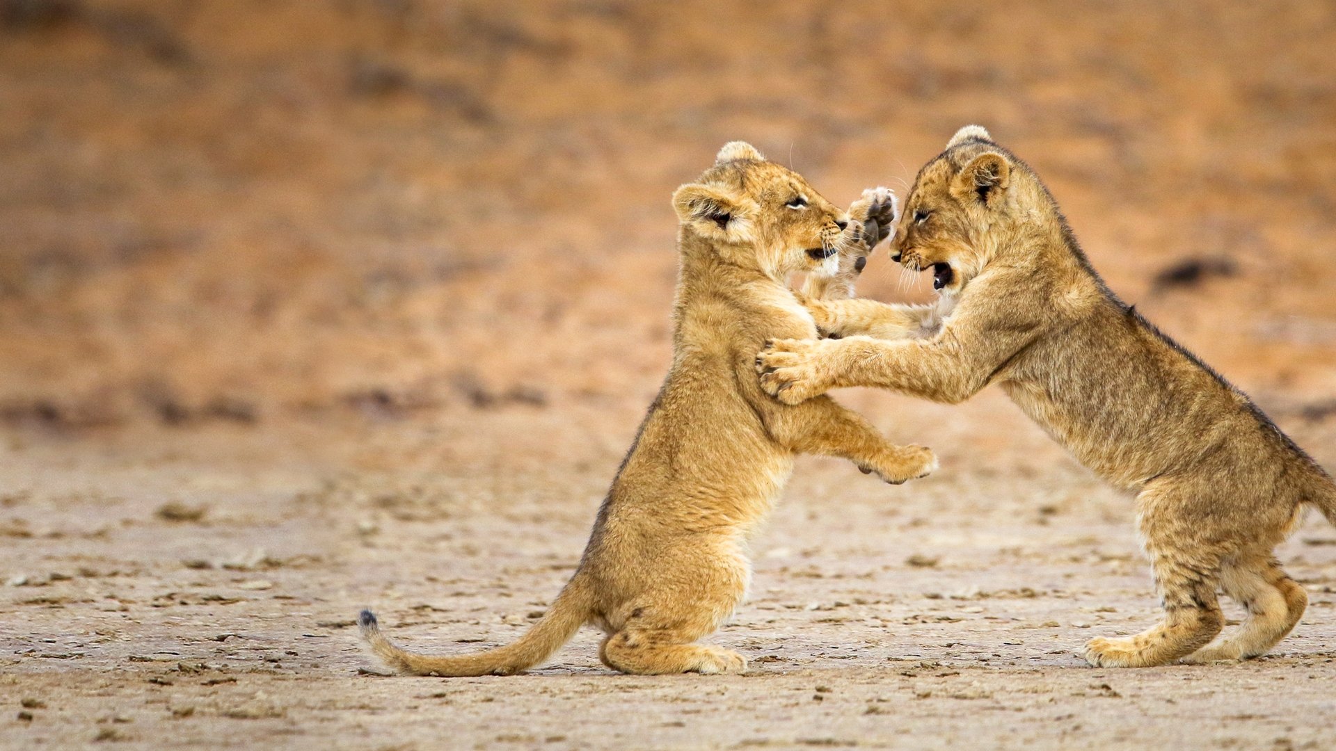Game of Lions|Game of Lions