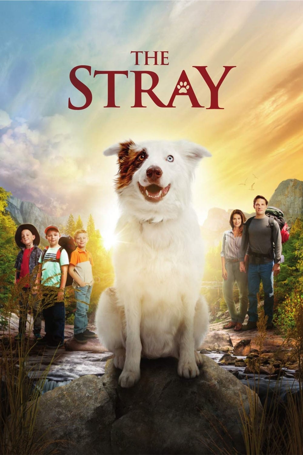 The Stray | The Stray