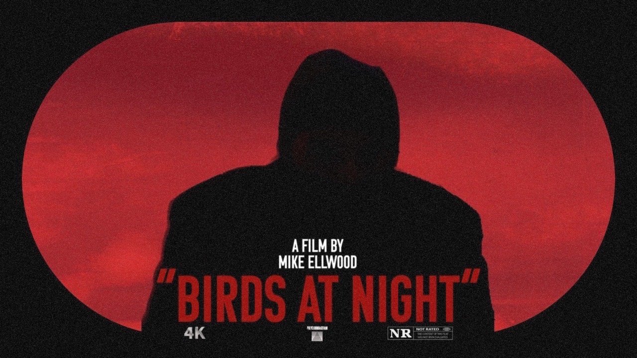 Birds at Night|Birds at Night