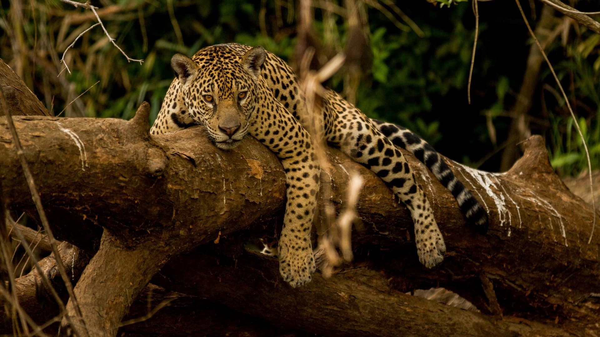 Guyane, vivre avec le jaguar|Guyane, vivre avec le jaguar