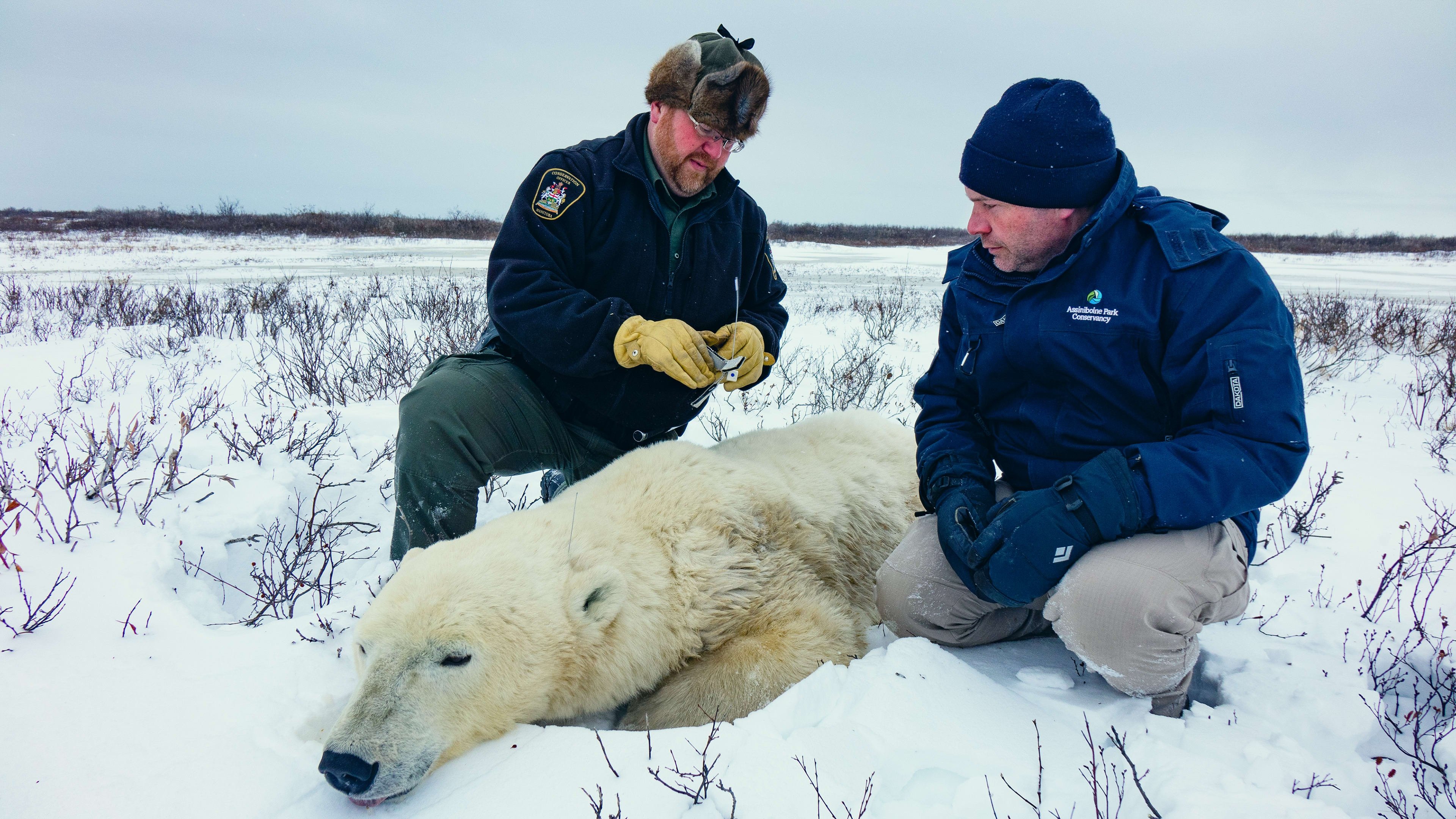 Arctic Vets|Arctic Vets