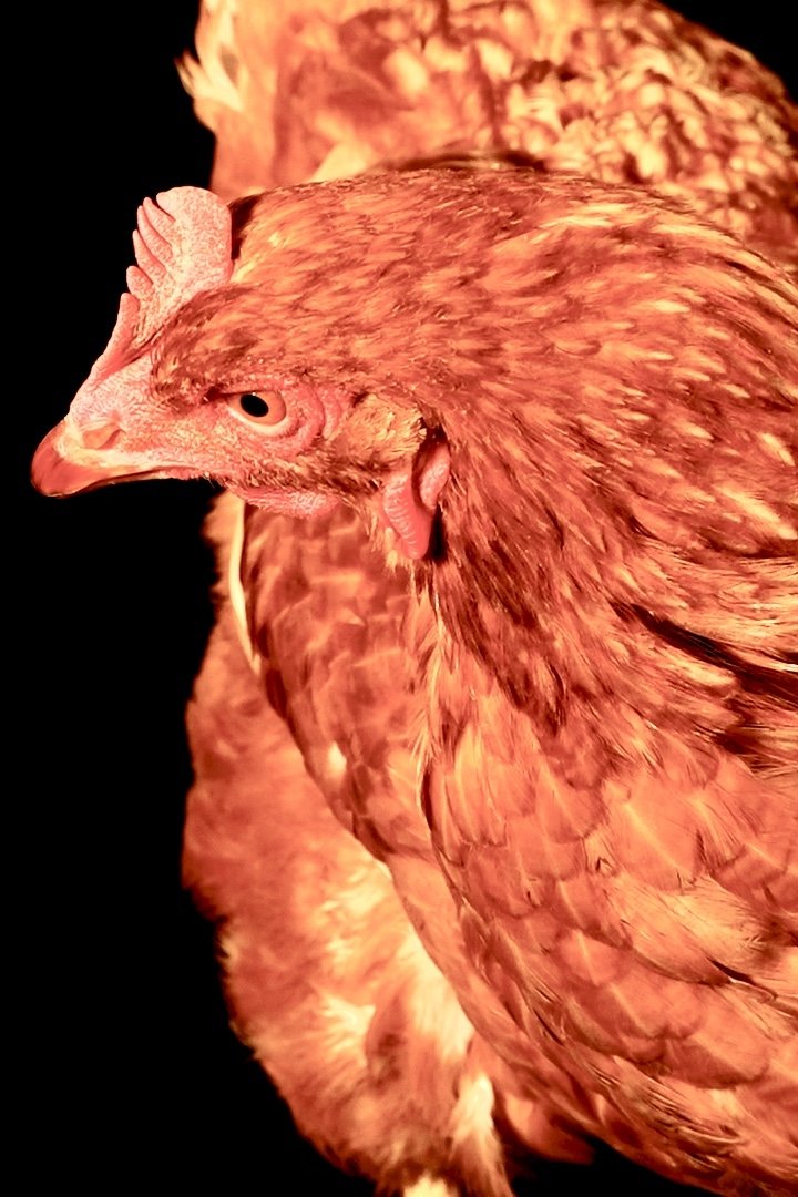 بازیگر The Chicken  