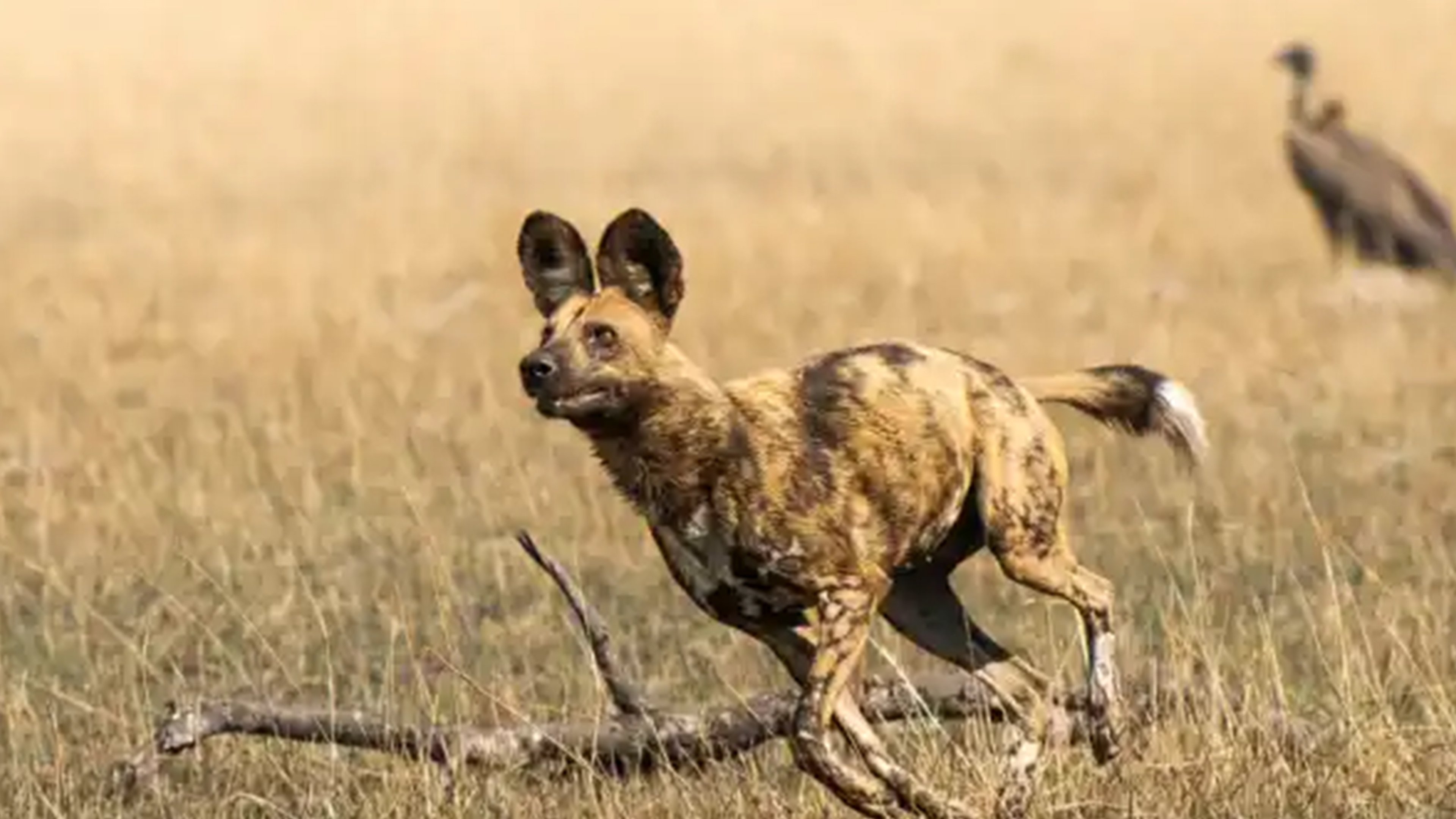 African Adventure: Safari in the Okavango|African Adventure: Safari in the Okavango