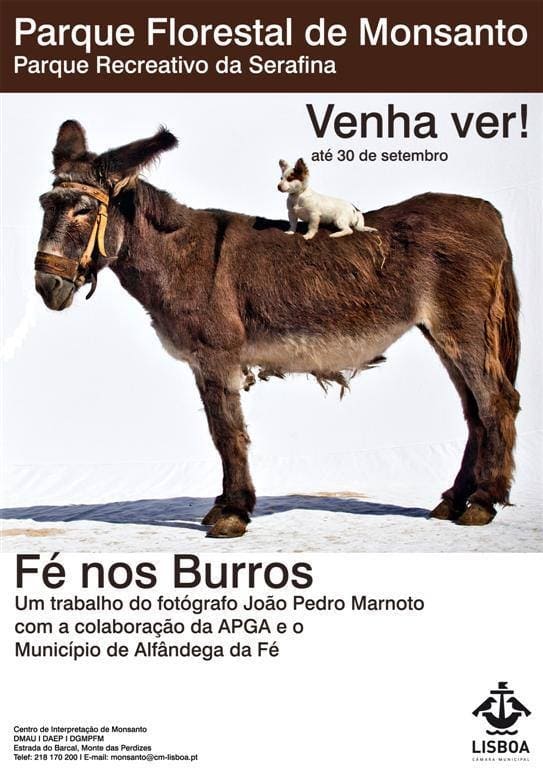 Fé nos Burros | Fé nos Burros