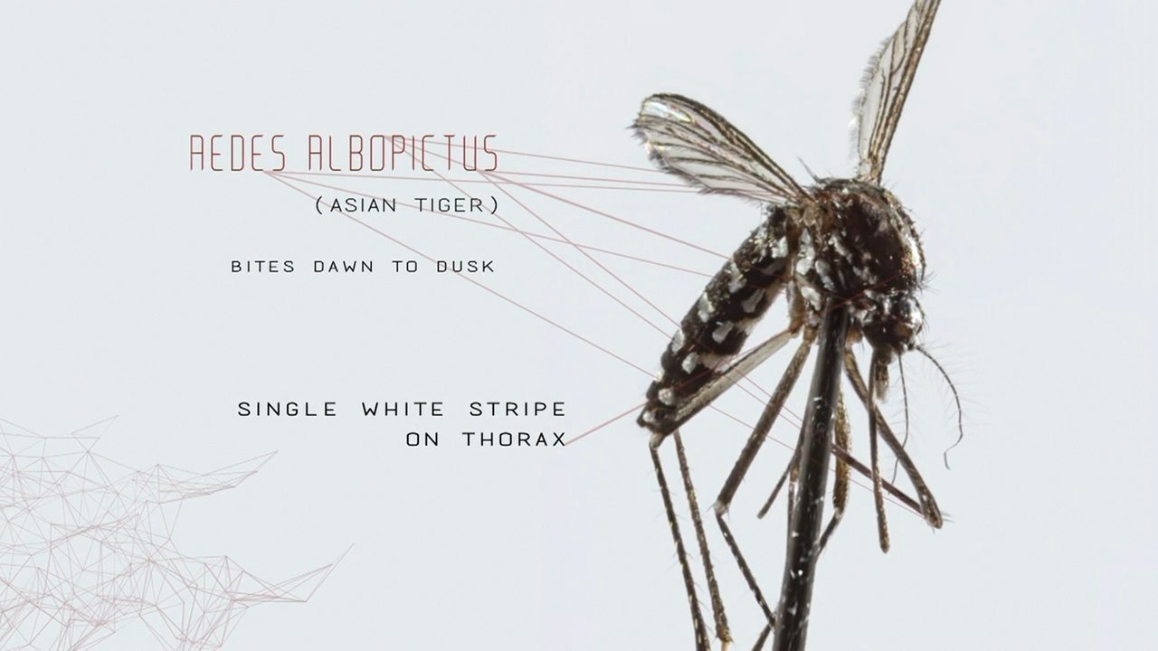 Mosquito|Mosquito