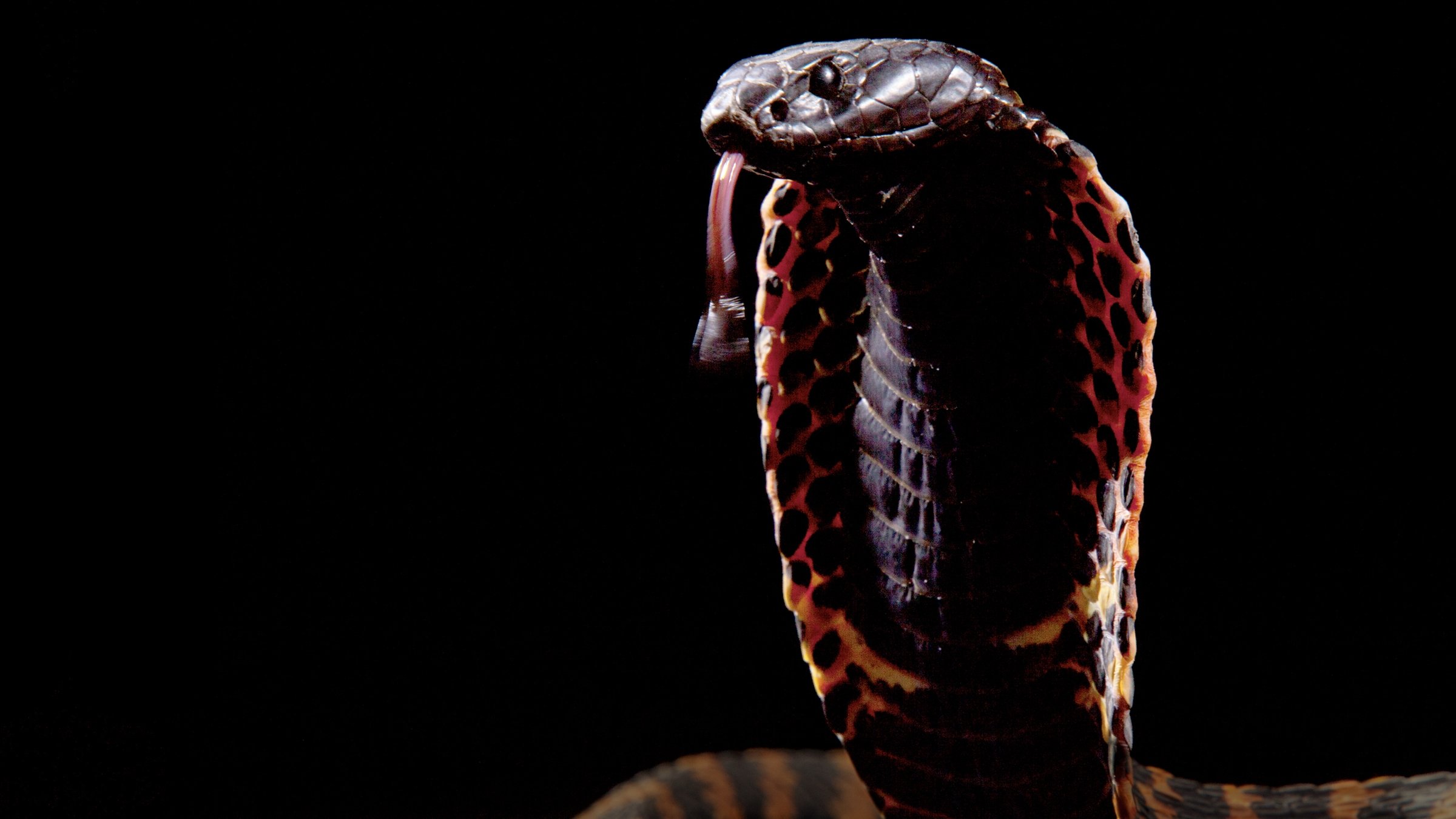 Cobra Mafia|Cobra Mafia