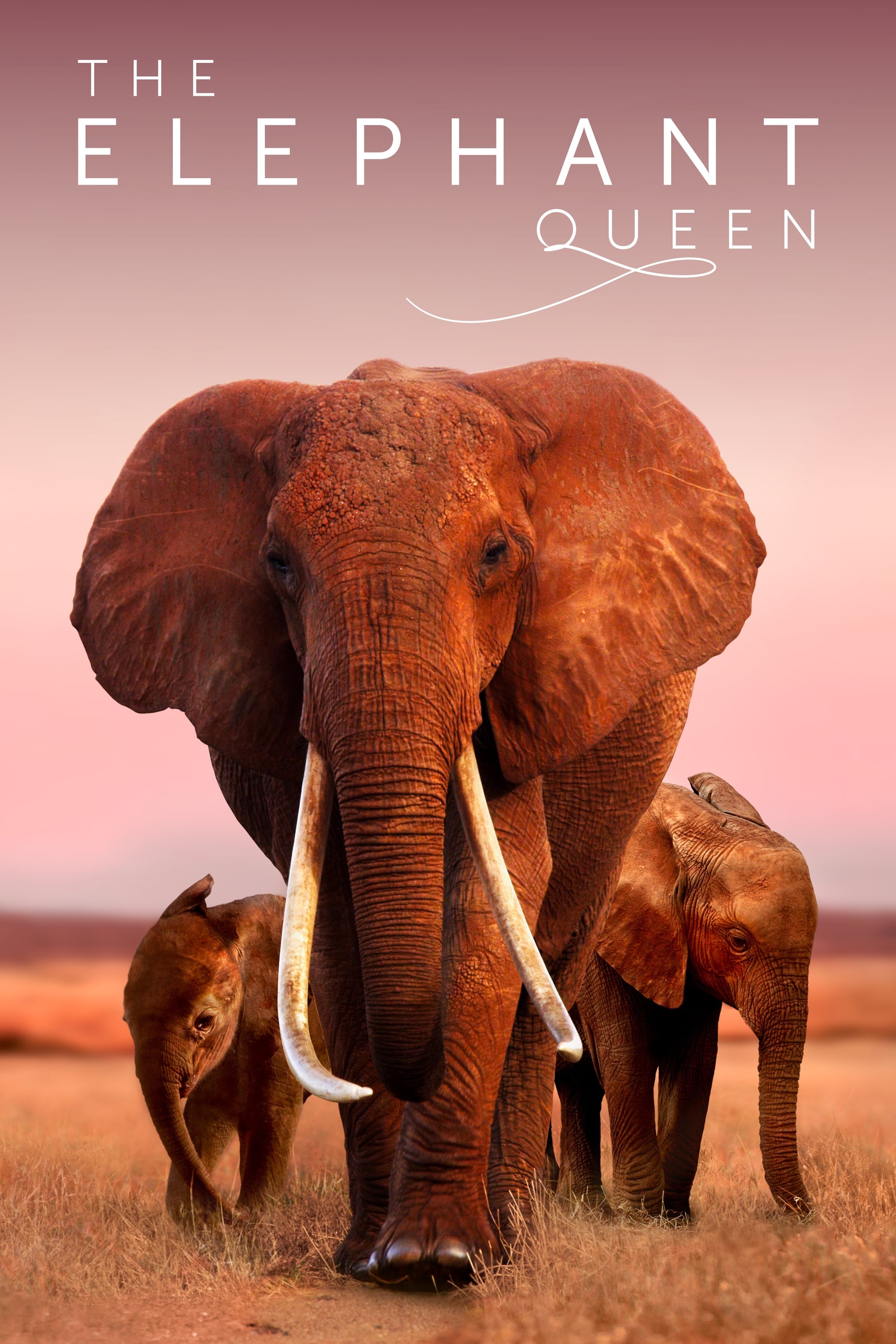 The Elephant Queen | The Elephant Queen