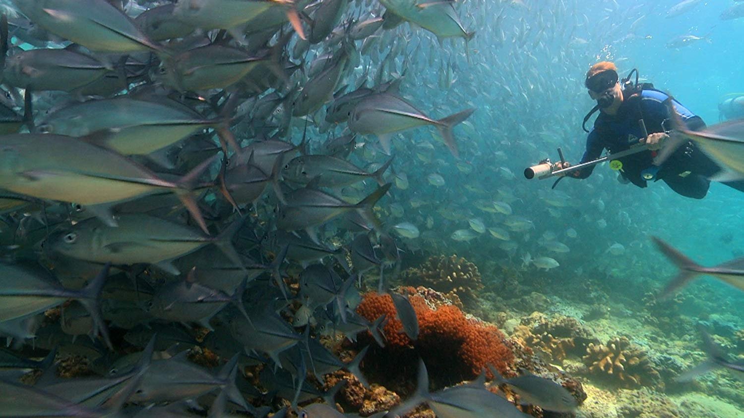Coral Triangle|Coral Triangle
