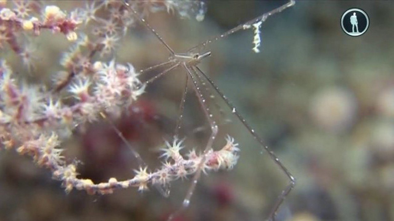 The Secret World of Crustaceans|The Secret World of Crustaceans
