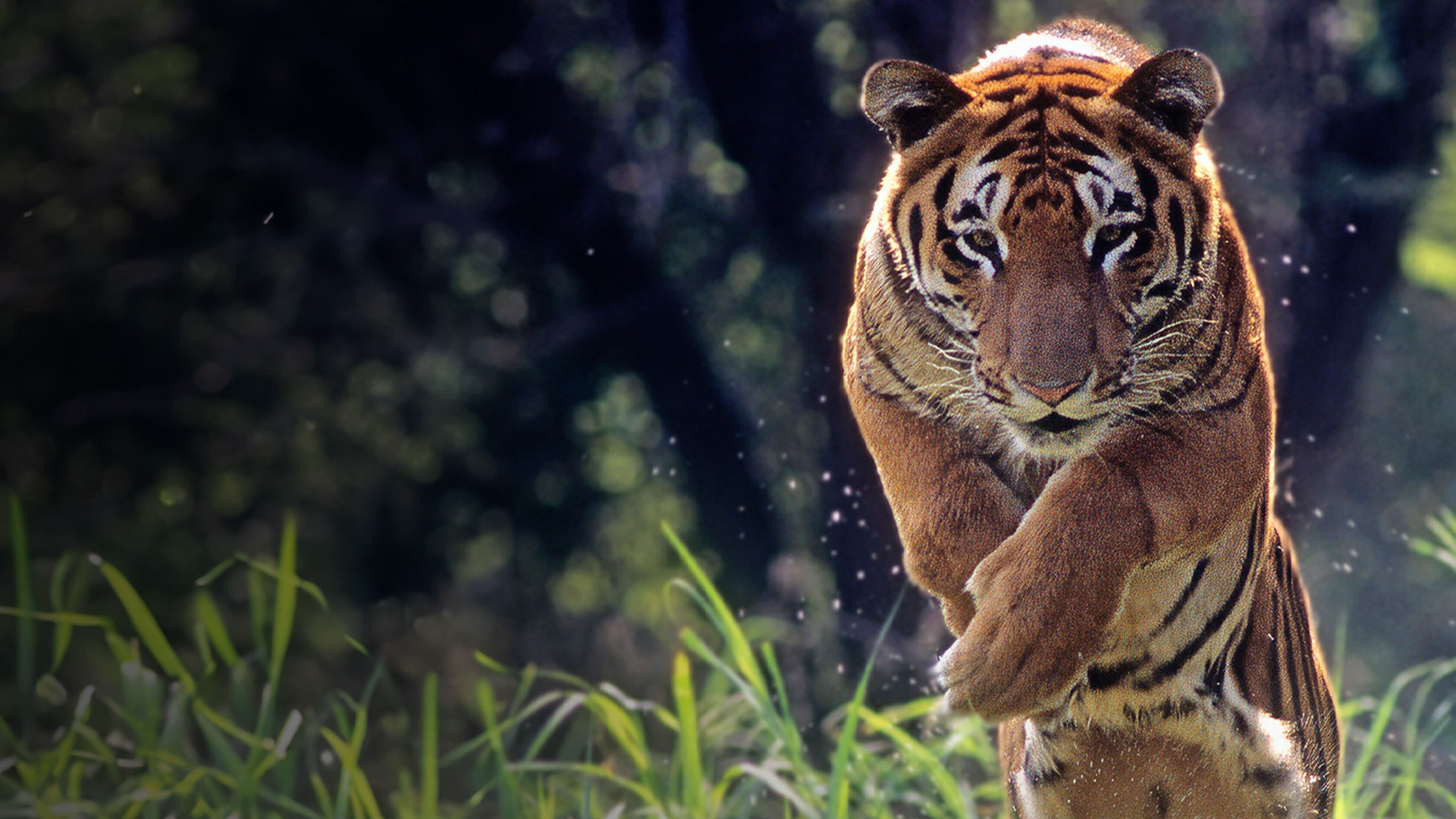 Extreme Animals|Extreme Animals
