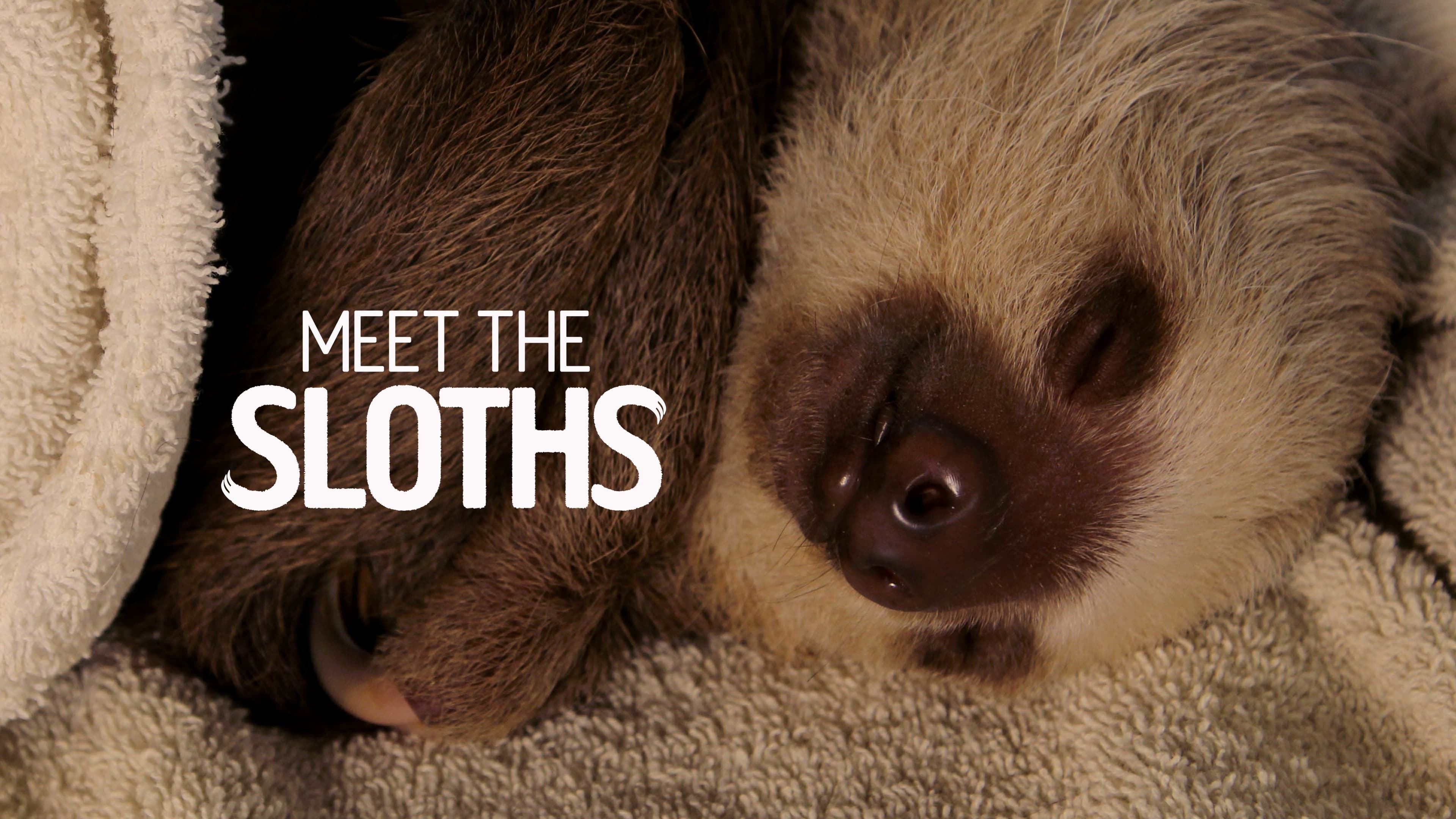 Meet the Sloths|Meet the Sloths