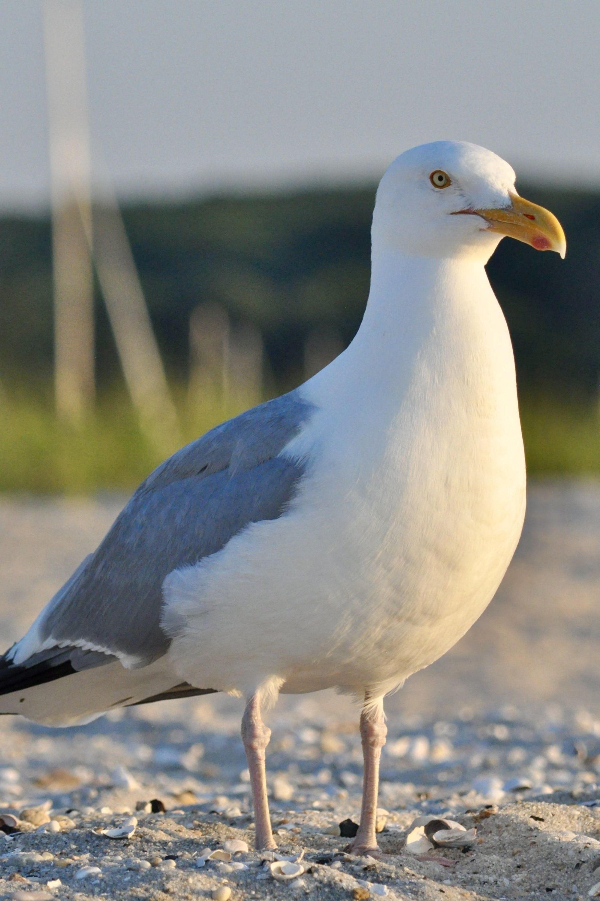 بازیگر seagull  