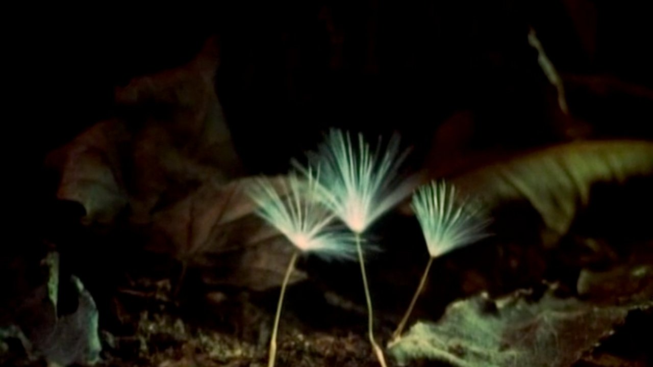 The Secret Life of Plants|The Secret Life of Plants