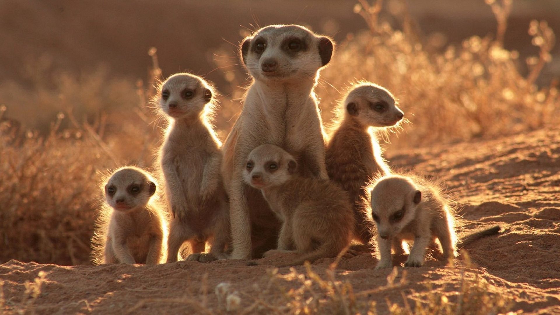 The Meerkats|The Meerkats