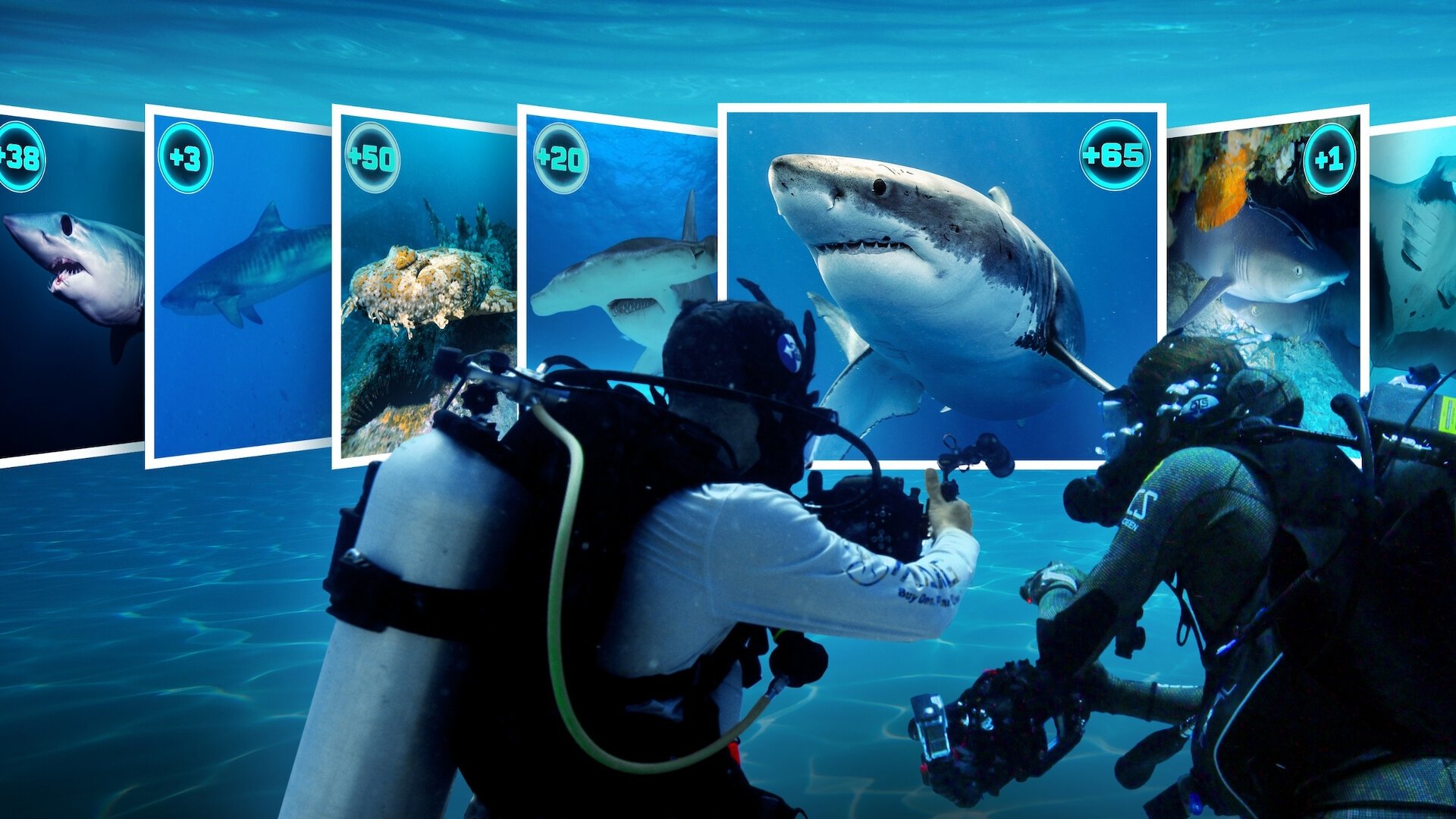 All the Sharks|All the Sharks