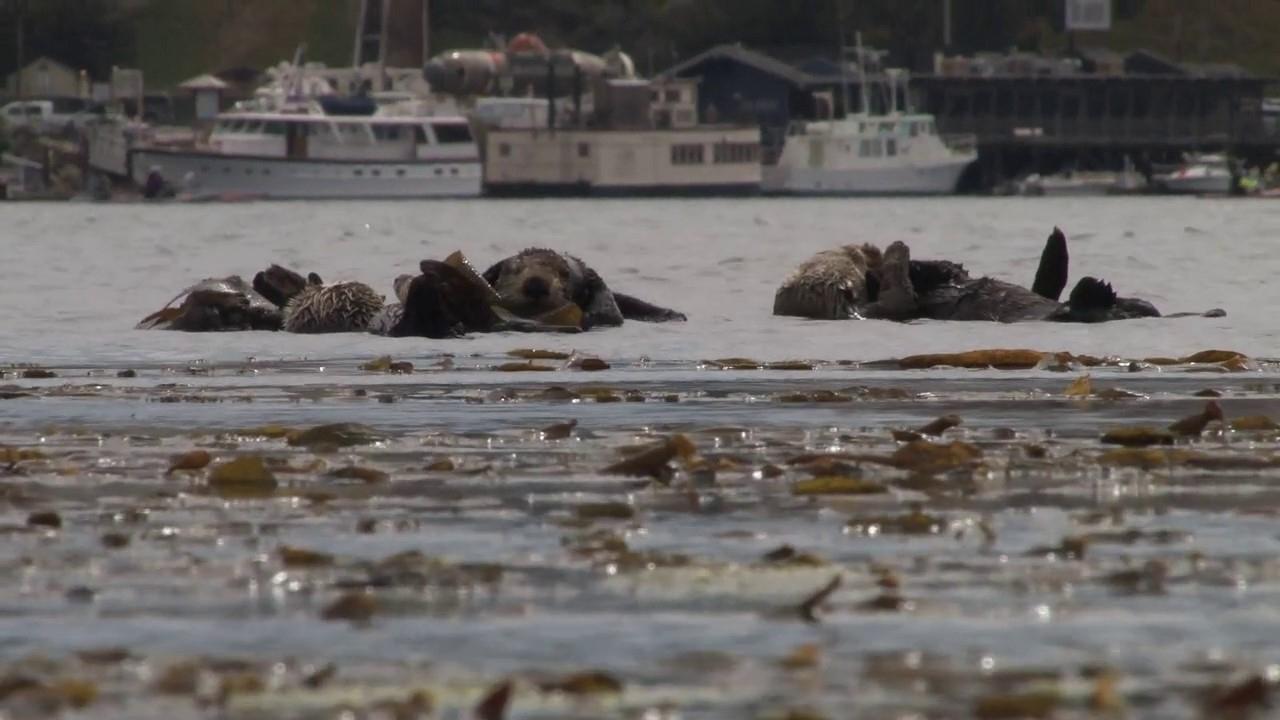 No Otter Zone|No Otter Zone