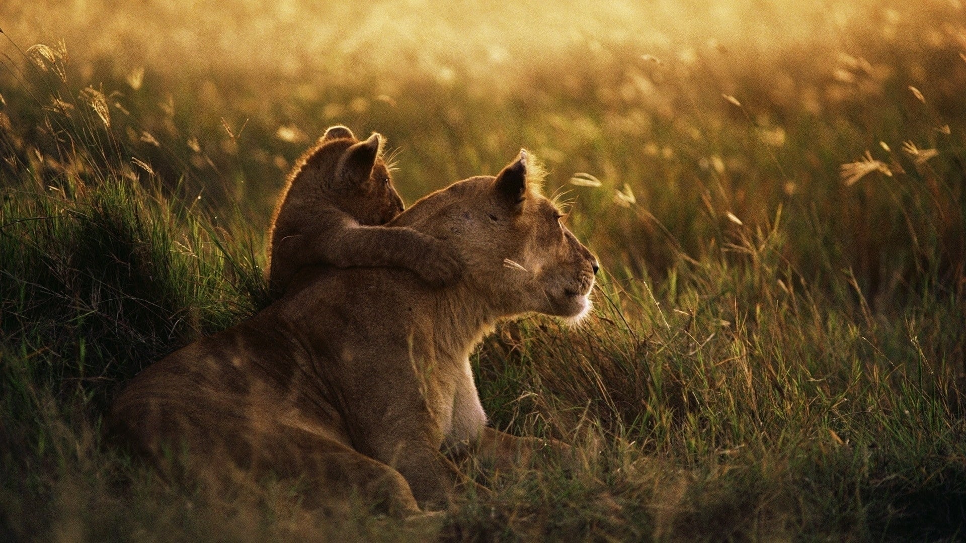 Serengeti - Im Reich der Antilopen|Serengeti - Im Reich der Antilopen