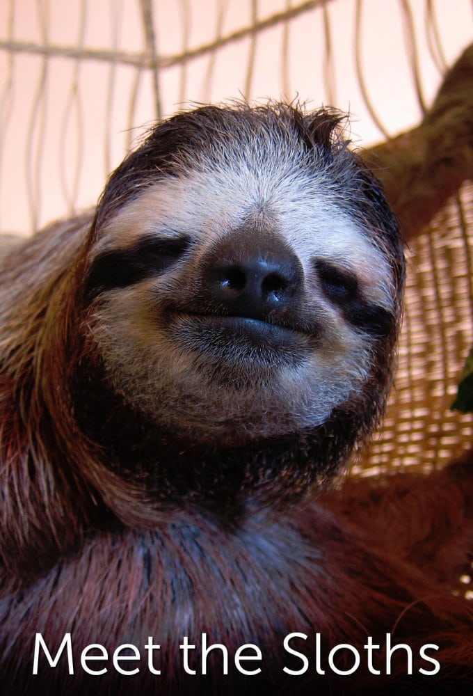 Meet the Sloths | Meet the Sloths