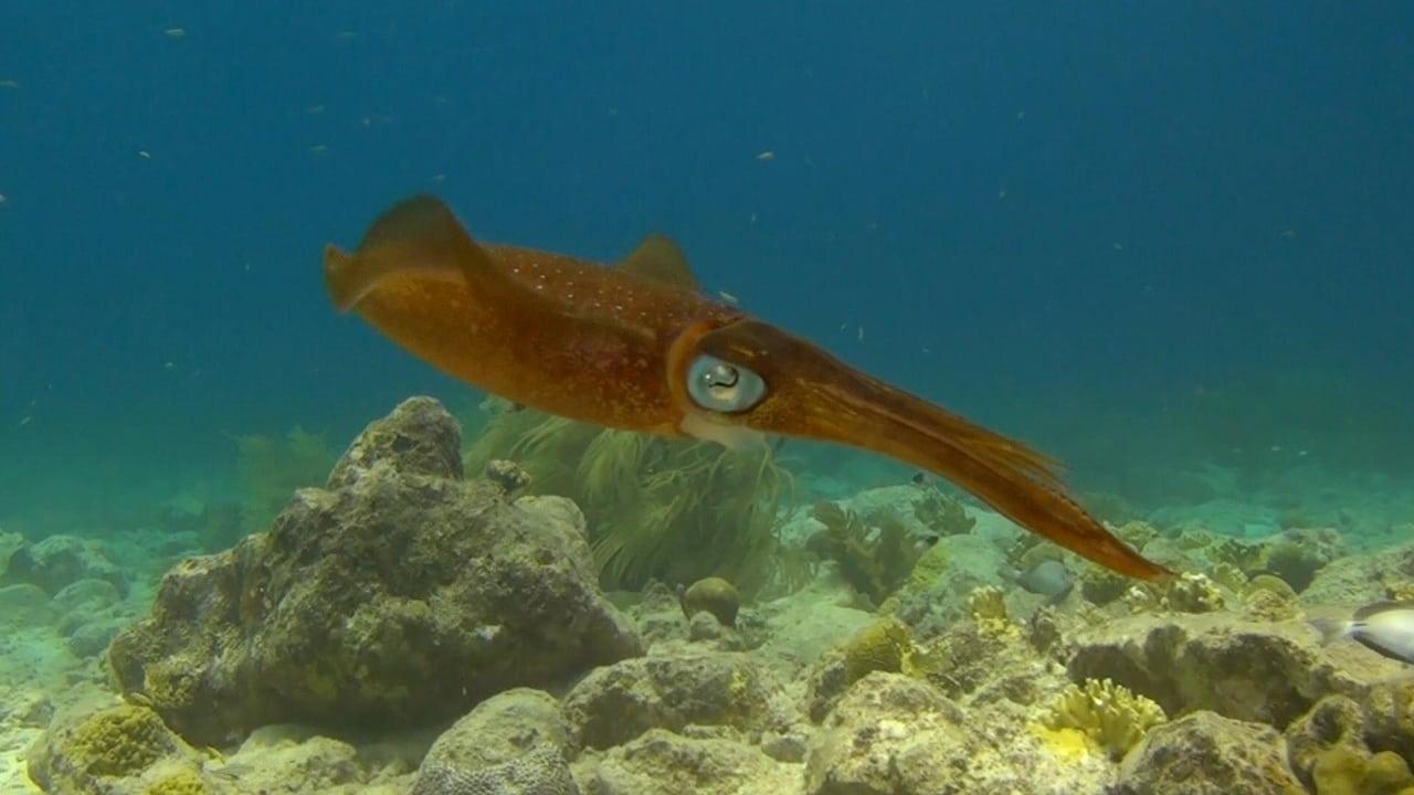 Amazing Ocean 3D|Amazing Ocean 3D