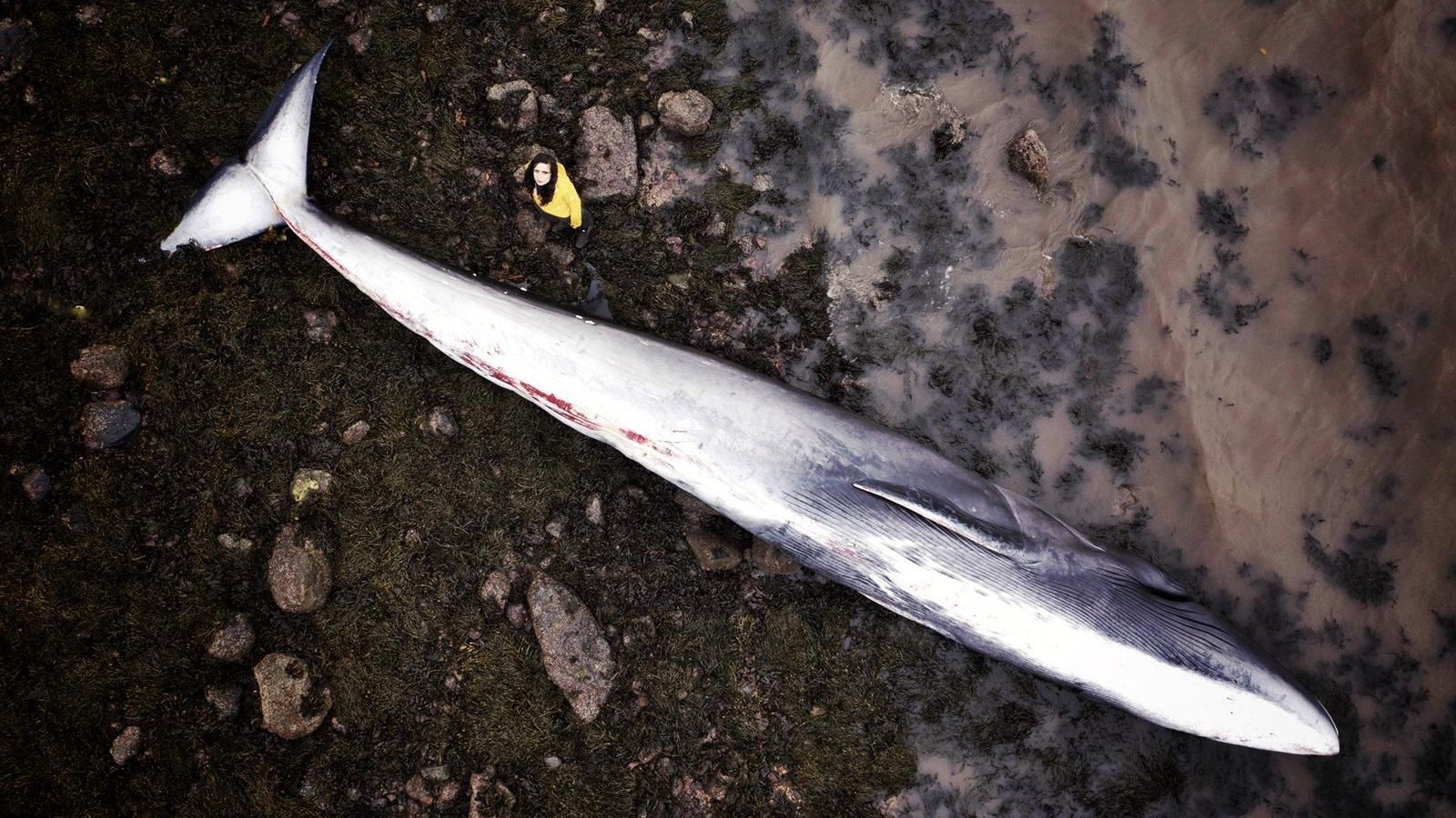 What Killed the Whale?|What Killed the Whale?