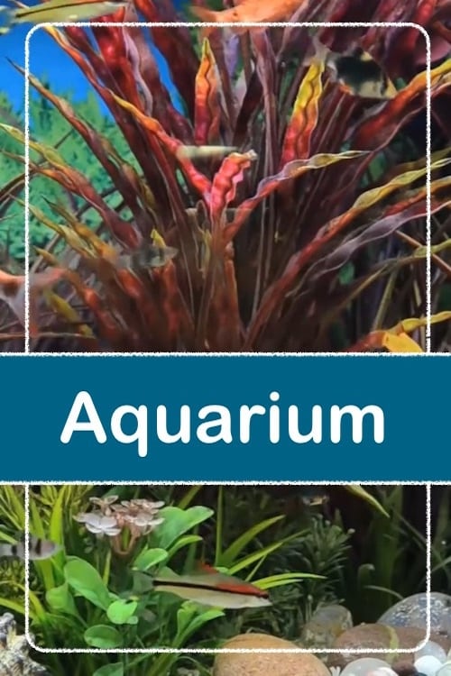 Relaxing Aquarium | Relaxing Aquarium