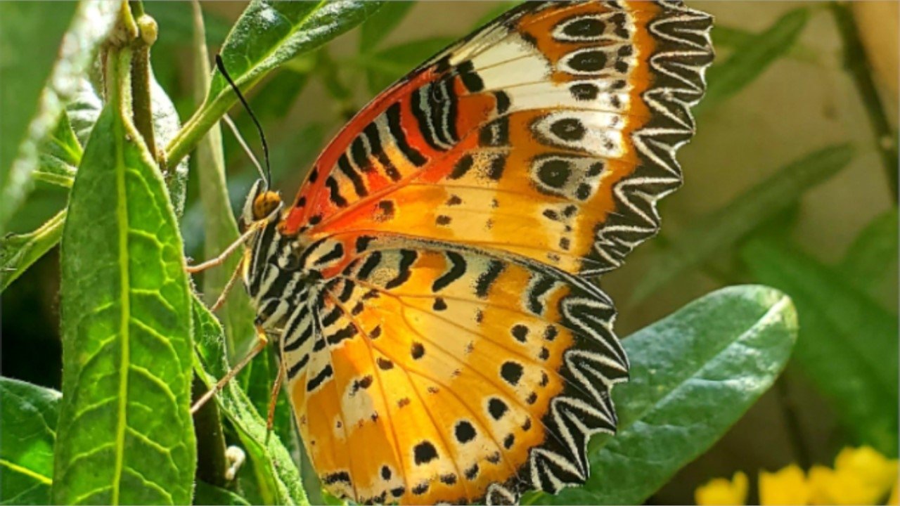 Devenir papillon|Devenir papillon