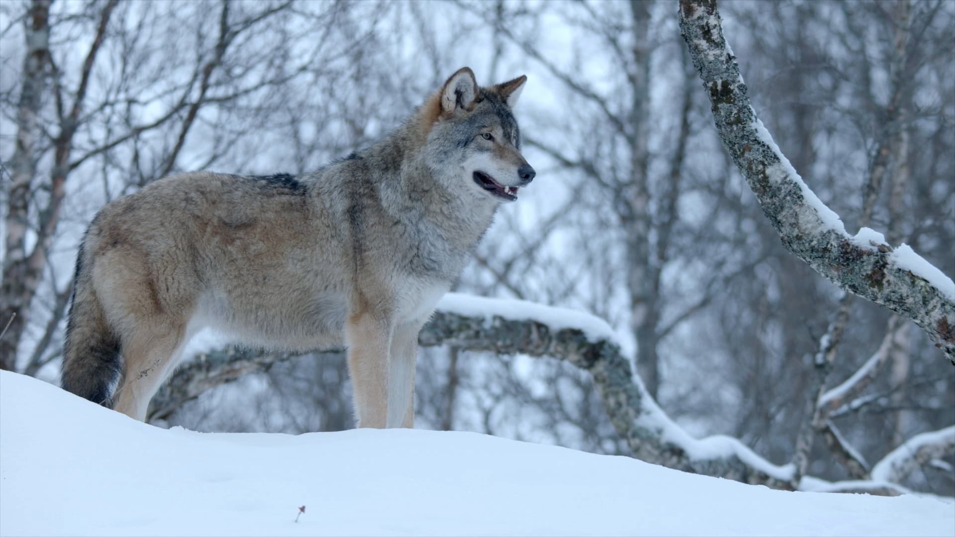 Winter's Hidden Wonders|Winter's Hidden Wonders