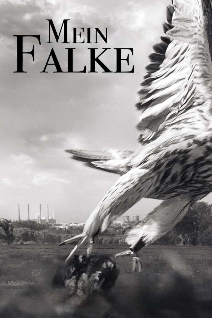Mein Falke | Mein Falke