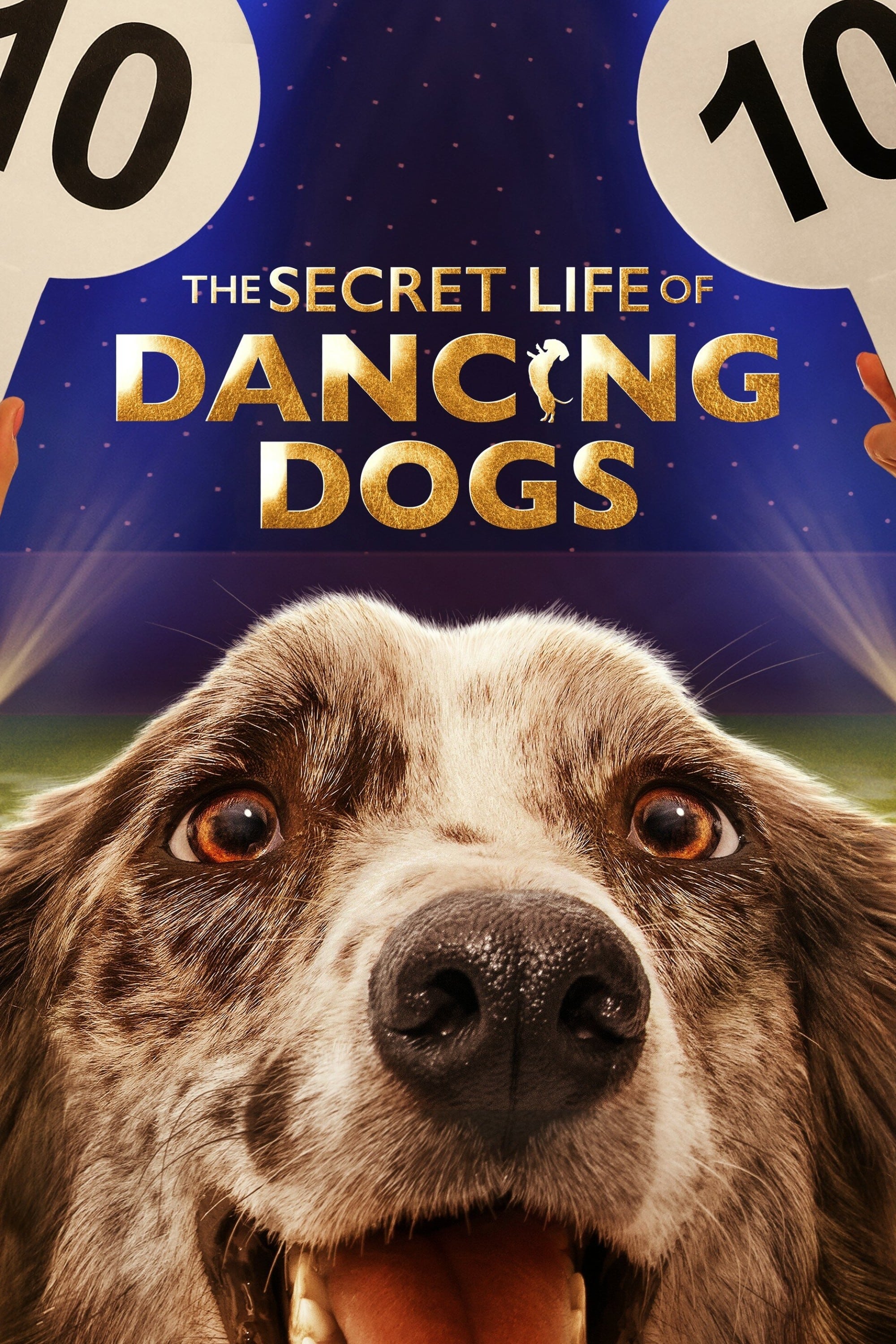 The Secret Life of Dancing Dogs | The Secret Life of Dancing Dogs