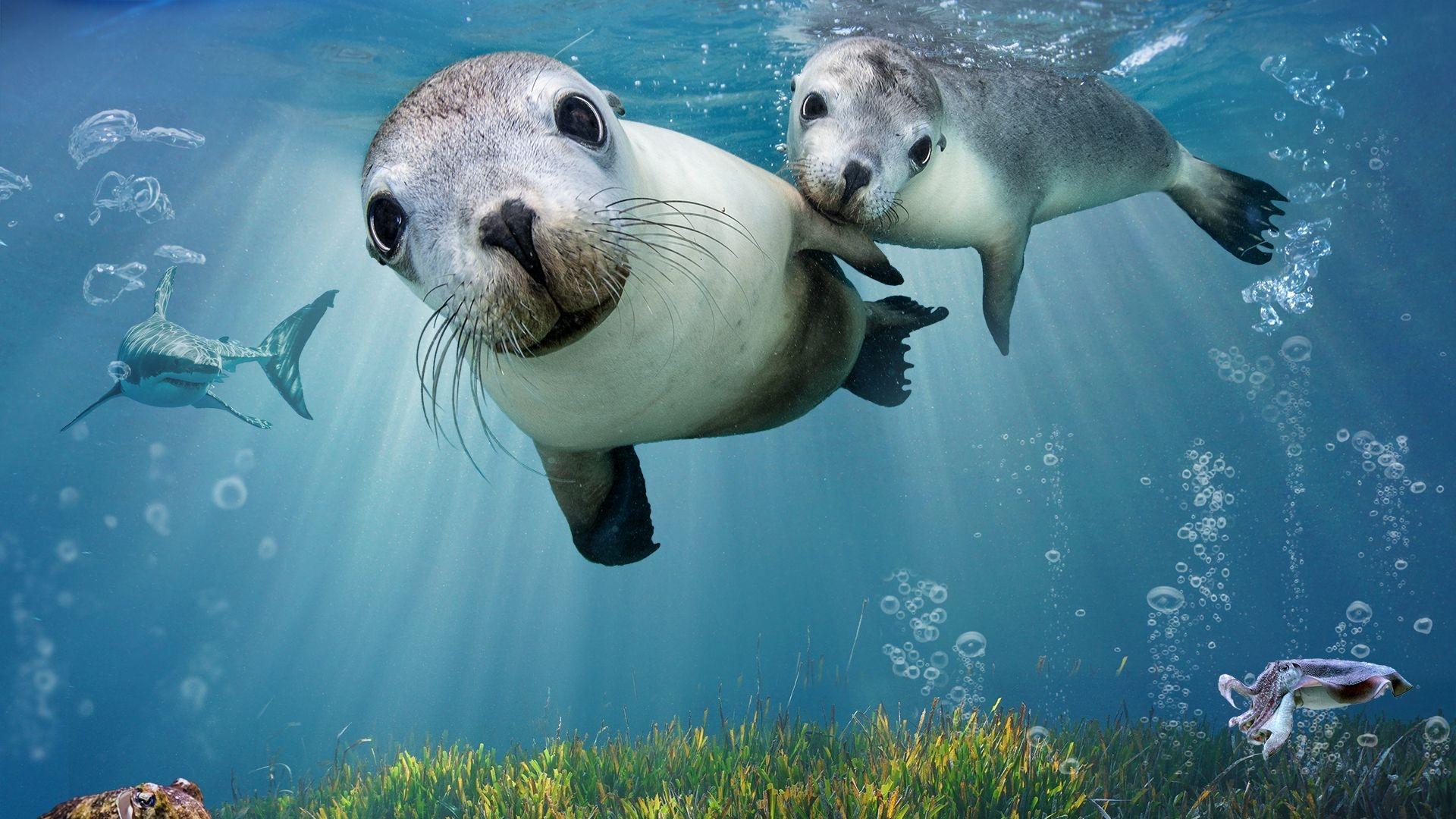 Sea Lions: Life By a Whisker|Sea Lions: Life By a Whisker