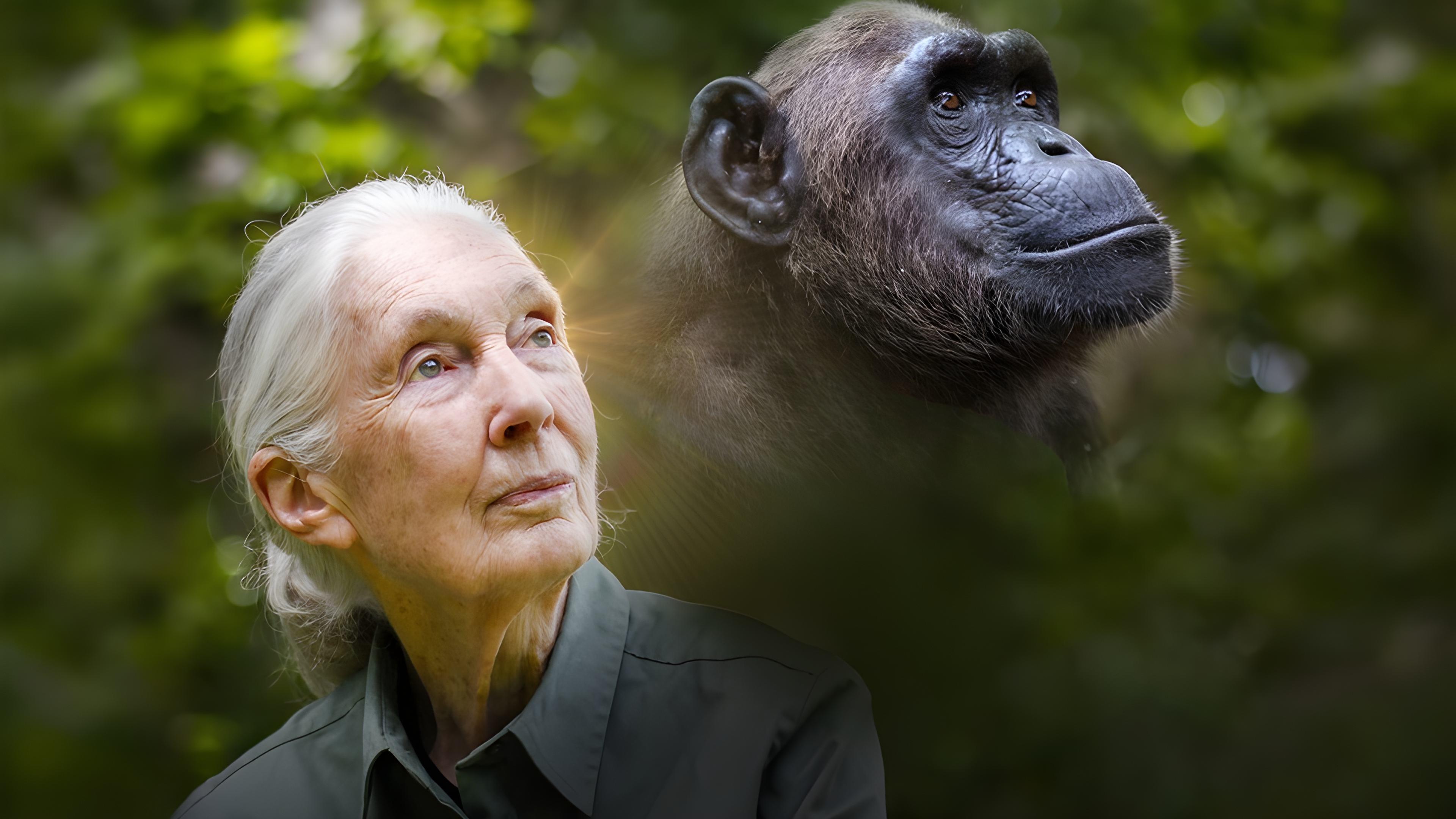 Rescued Chimpanzees of the Congo with Jane Goodall|Rescued Chimpanzees of the Congo with Jane Goodall