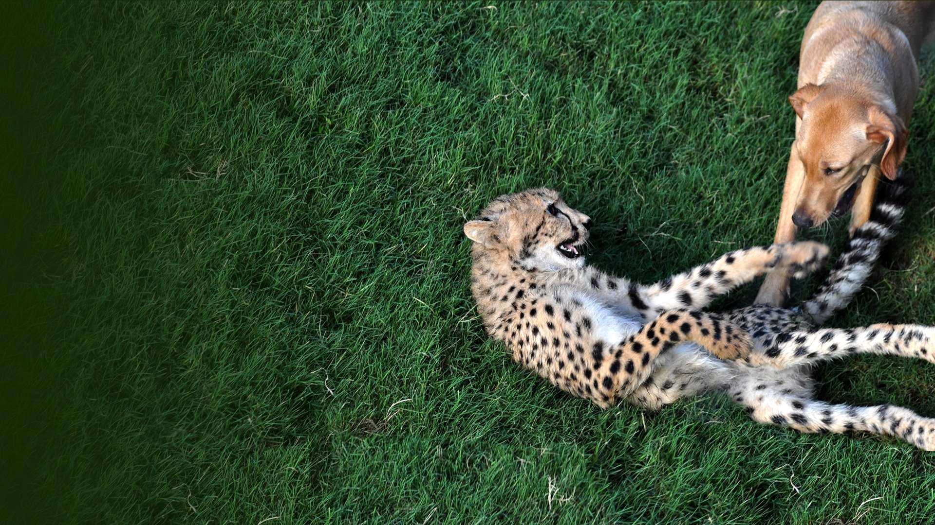 Unlikely Animal Friends|Unlikely Animal Friends