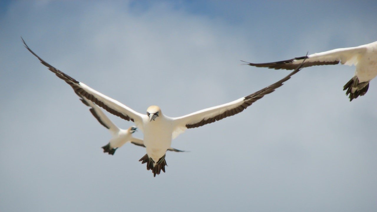 Gannets: The Wrong Side of the Run|Gannets: The Wrong Side of the Run