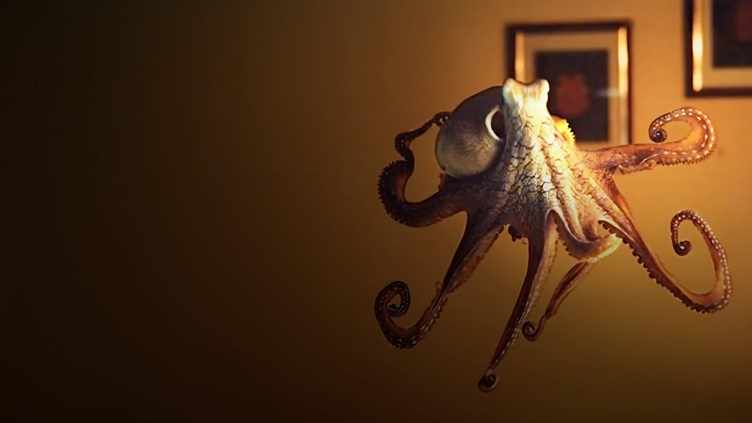 The Octopus in My House|The Octopus in My House