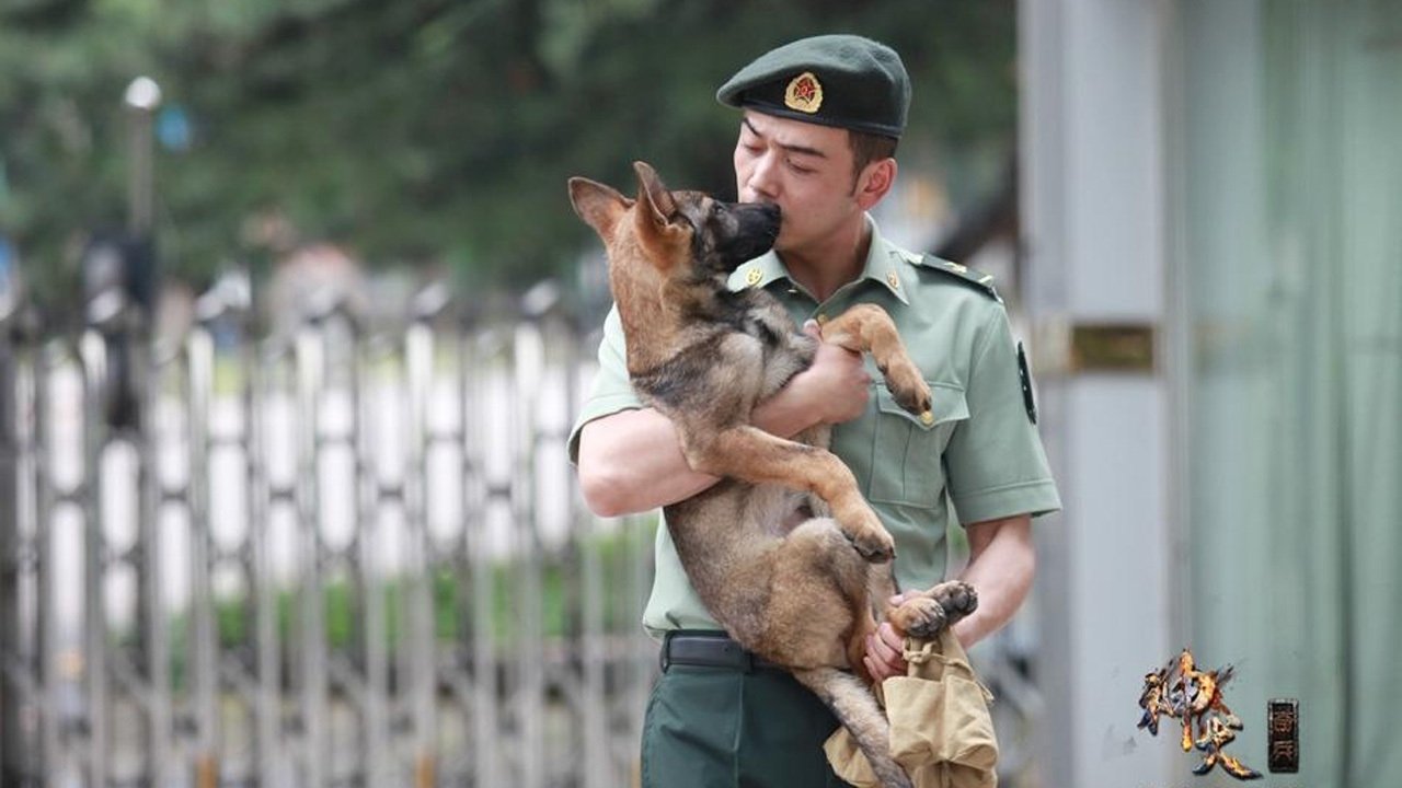 神犬奇兵|神犬奇兵