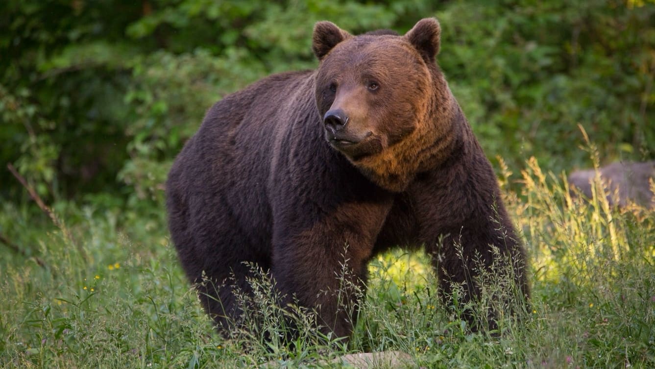 La Vie sauvage des Carpates|La Vie sauvage des Carpates