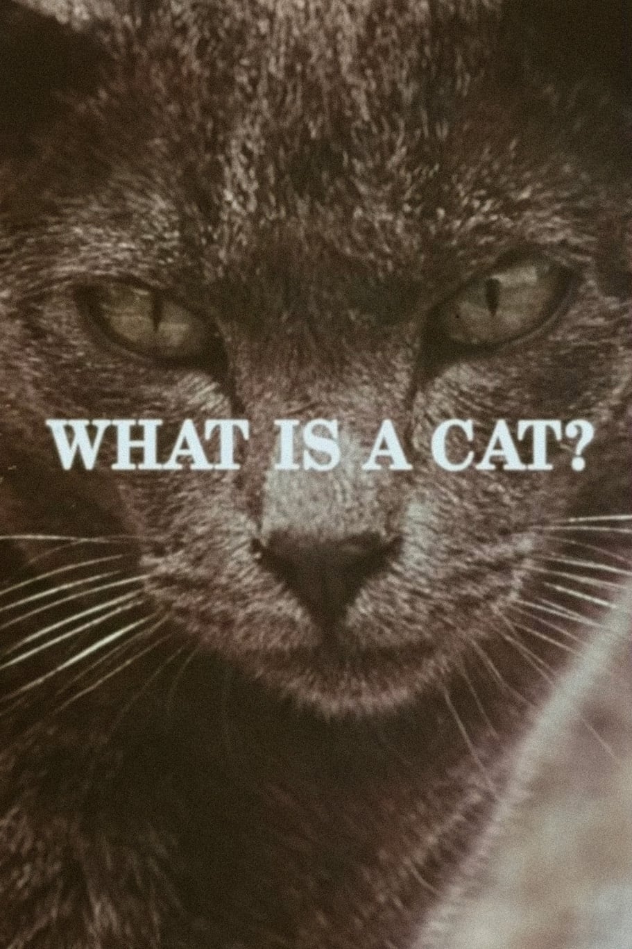 What Is a Cat? | What Is a Cat?