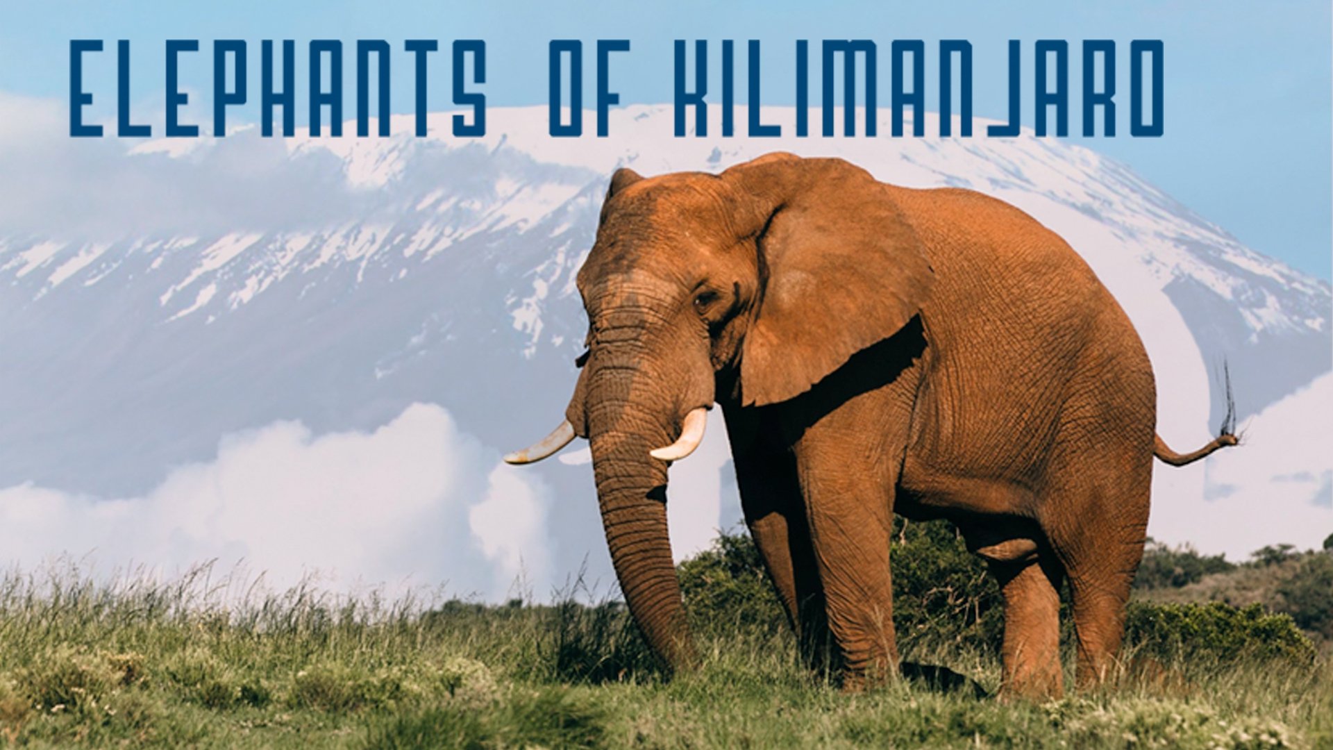 Elephants of Kilimanjaro|Elephants of Kilimanjaro