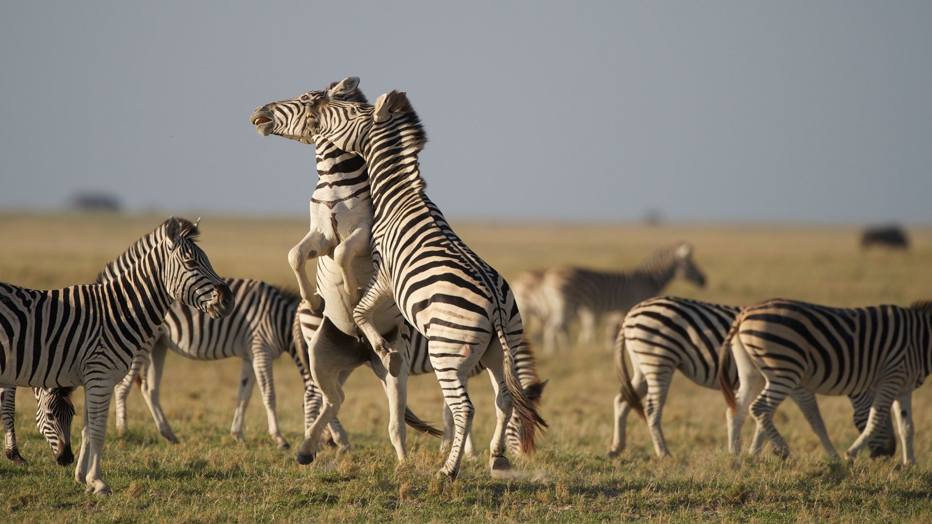 Nature: Great Zebra Exodus|Nature: Great Zebra Exodus