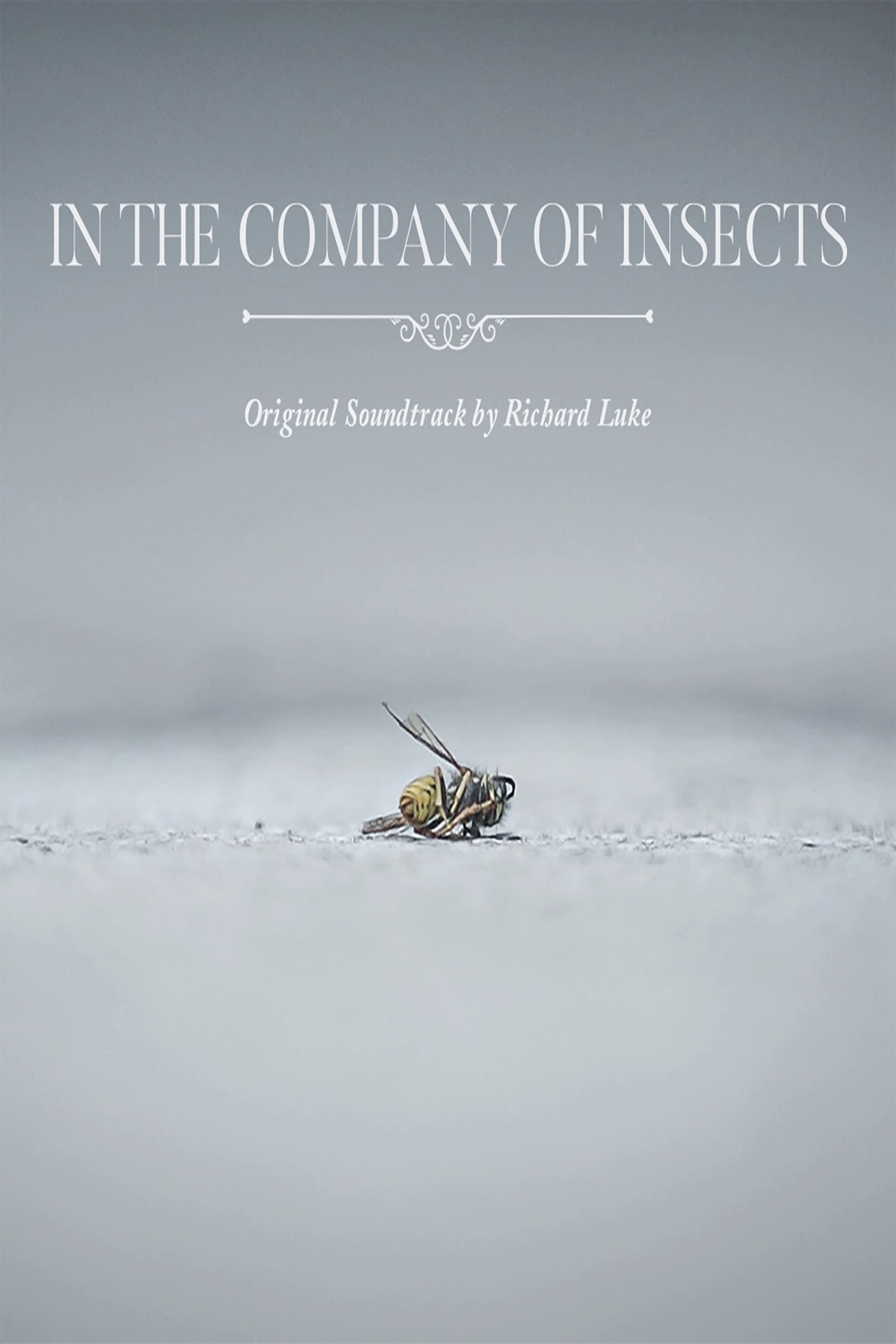 In the Company of Insects | In the Company of Insects