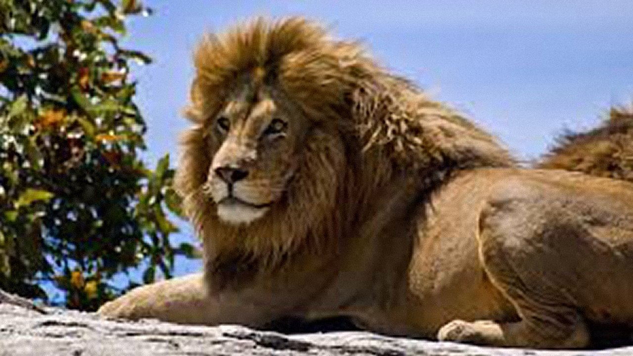 The Ultimate Guide: Big Cats|The Ultimate Guide: Big Cats