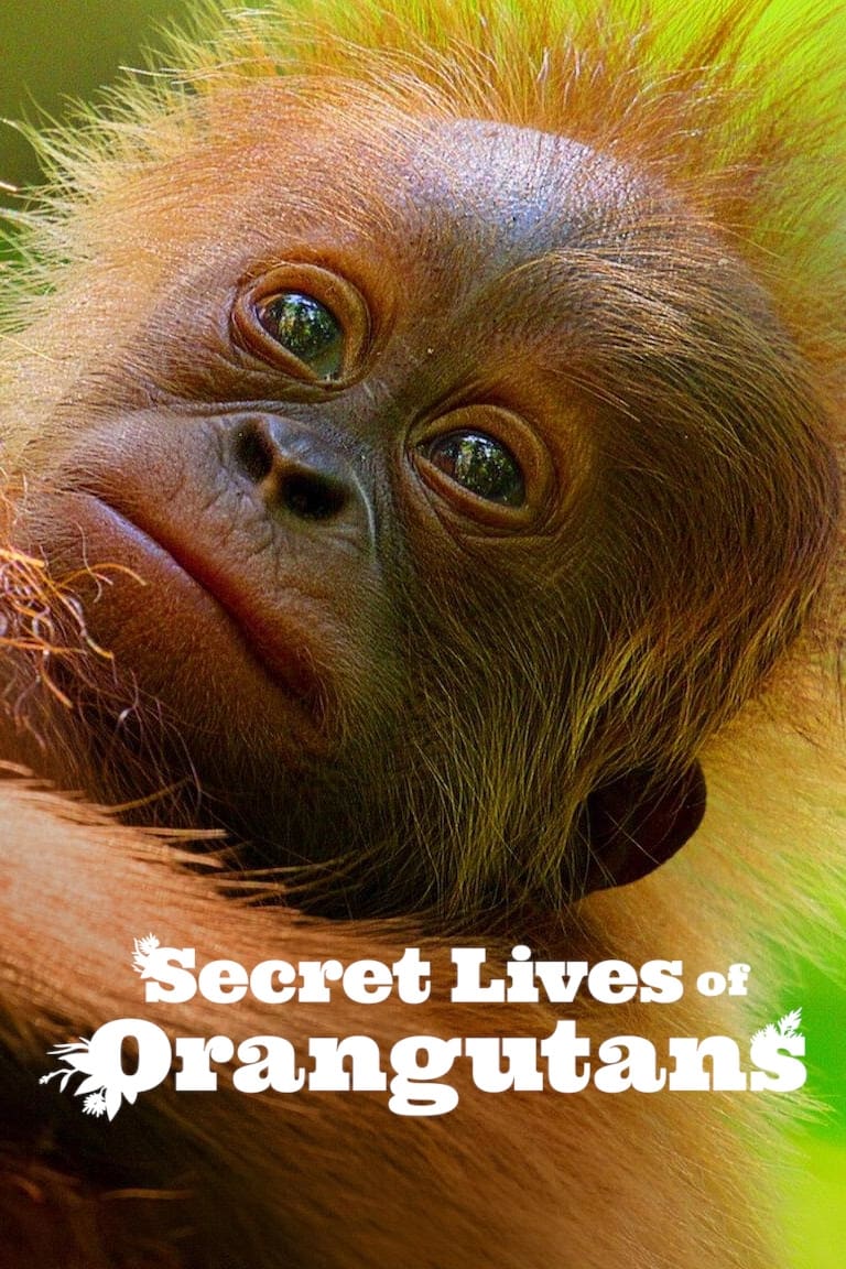 Secret Lives of Orangutans | Secret Lives of Orangutans